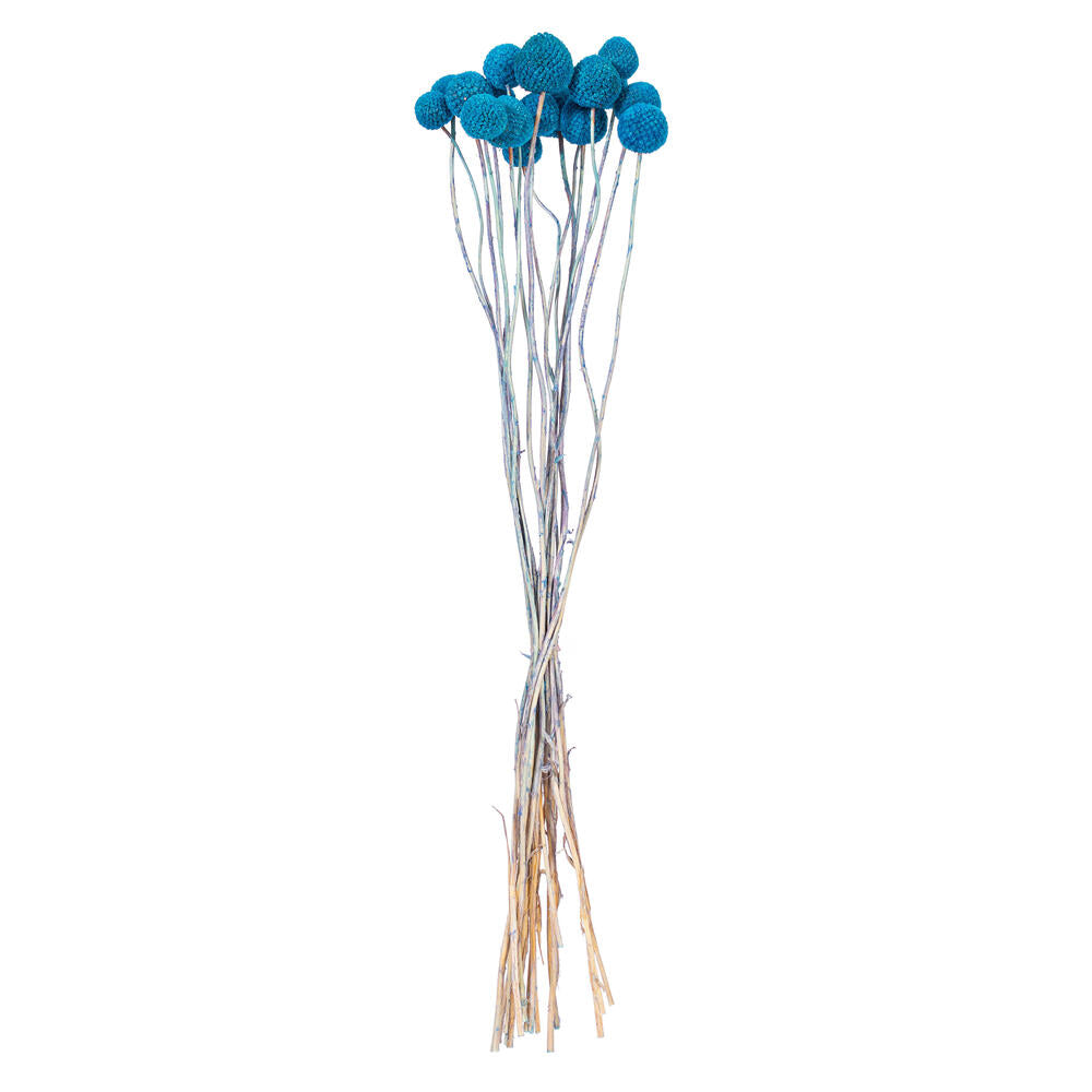 16-20” Blue Craspedia 1.75oz Bunch