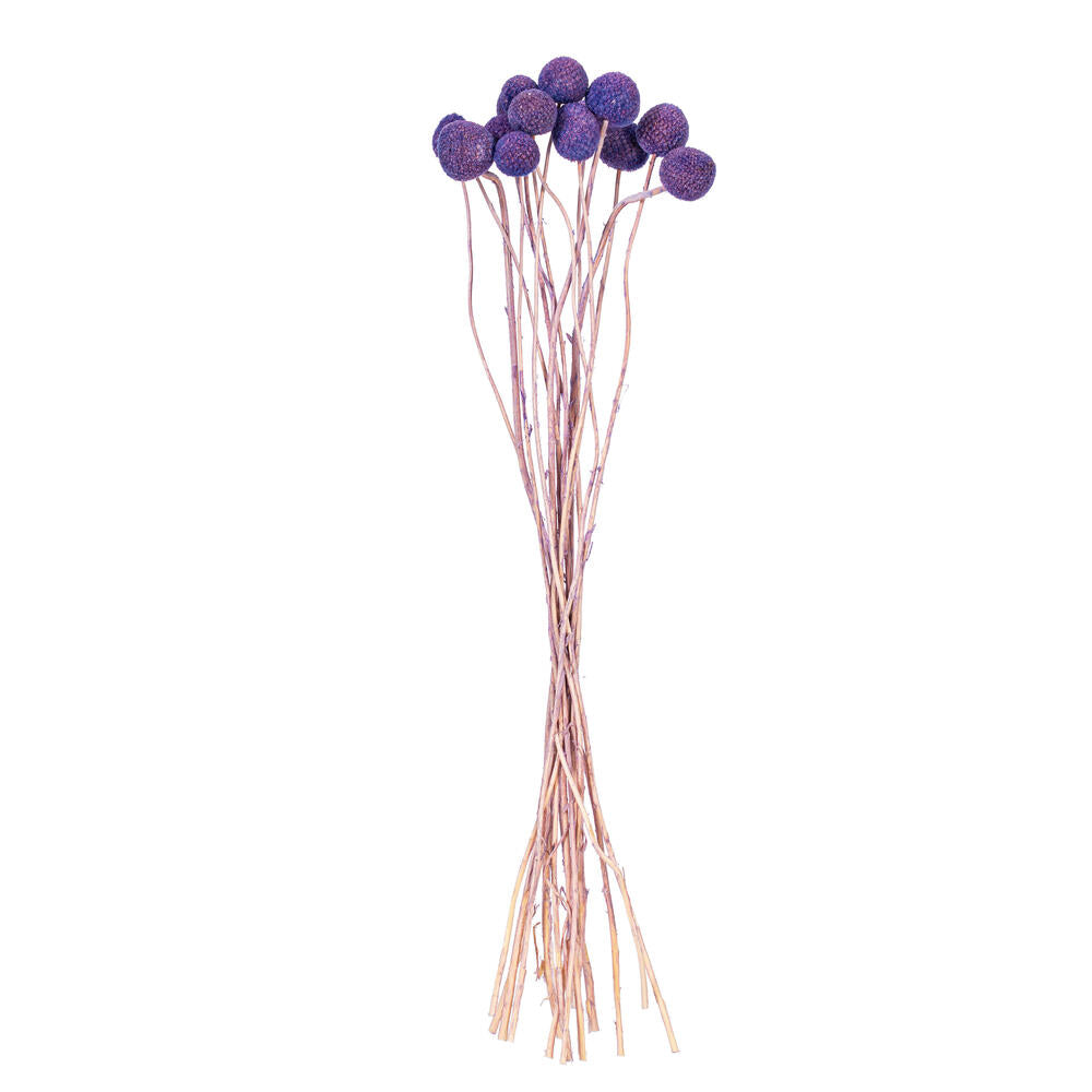 16-20” Lavender Craspedia 1.75 oz Bunch