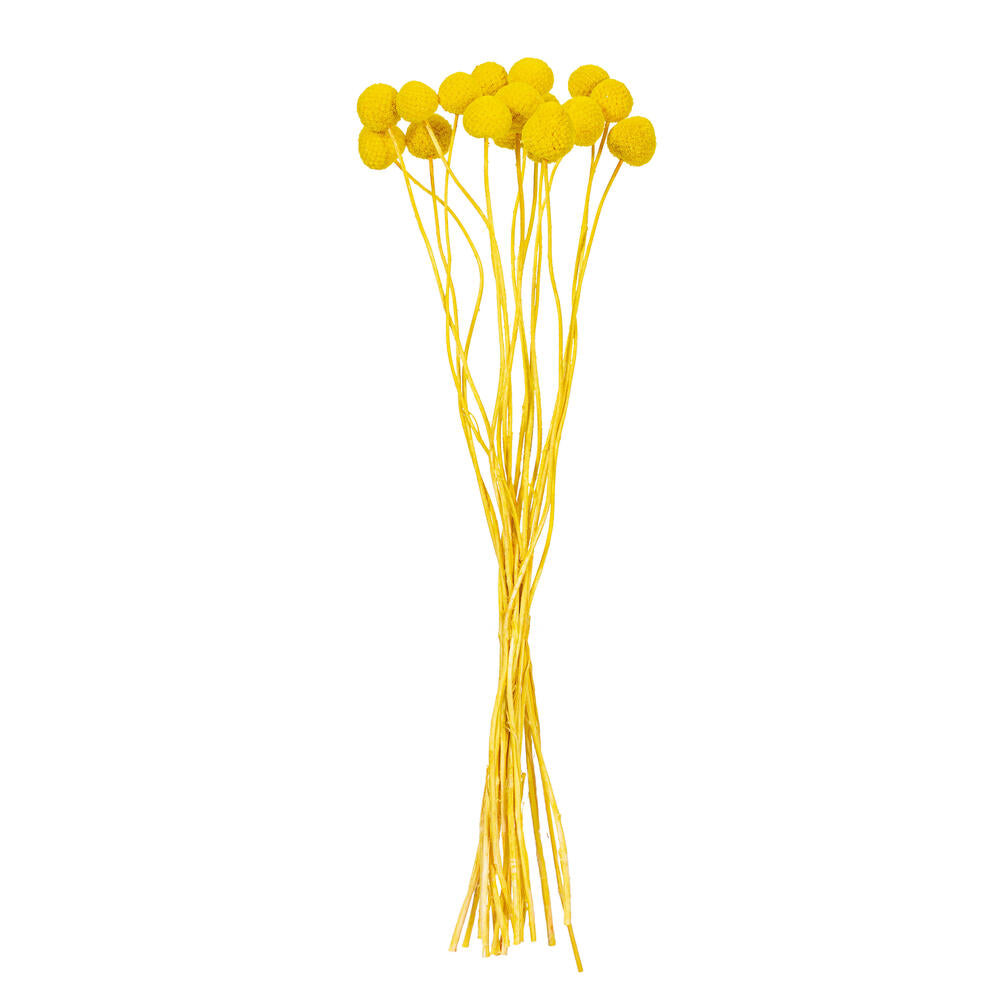 16-20” Yellow Craspedia 1.75 oz Bunch