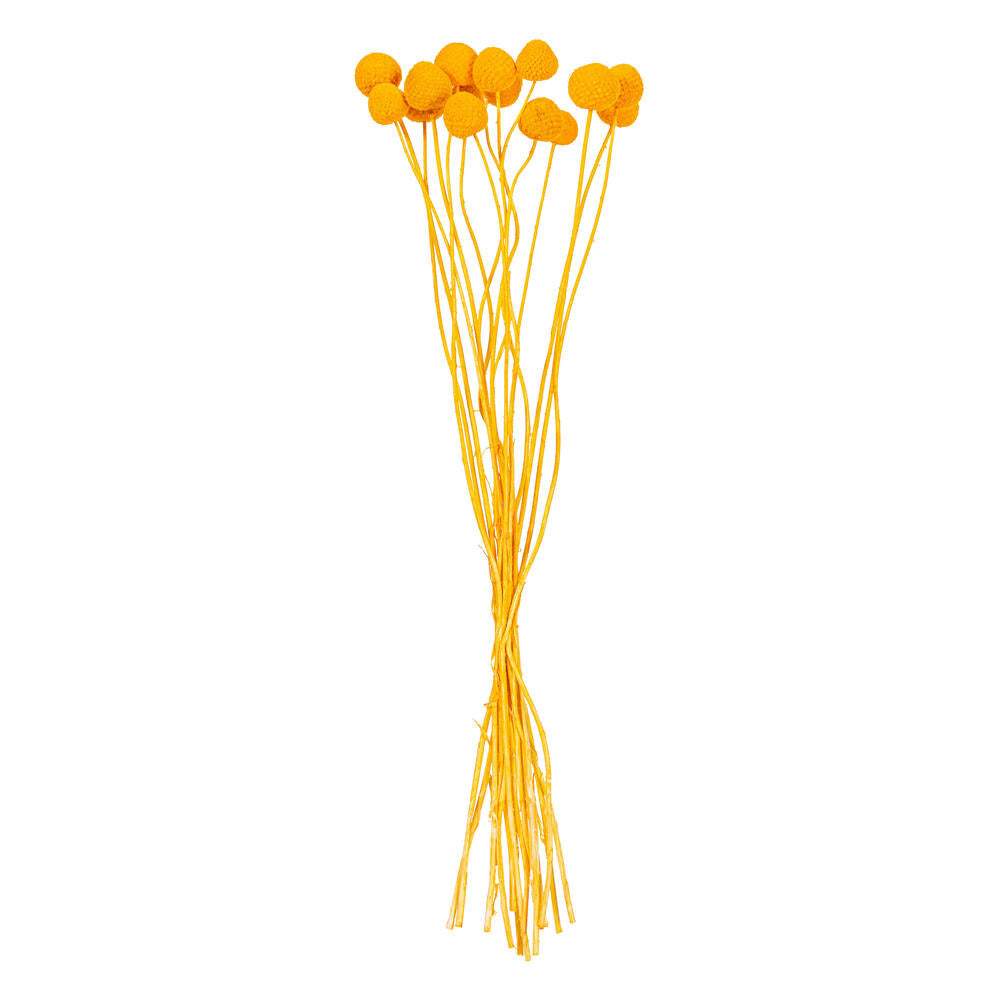 16-20” Orange Craspedia 1.75 oz Bunch
