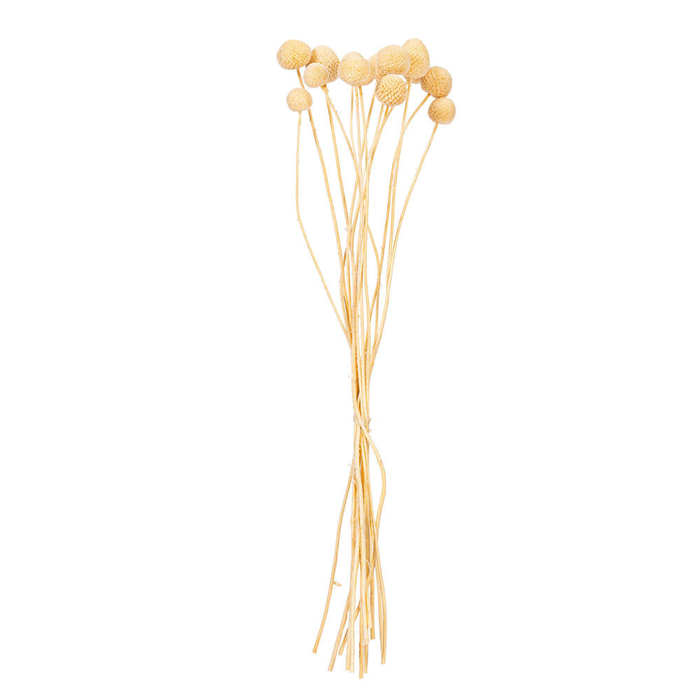 16-20” Bleached Craspedia 1.75 oz Bunch