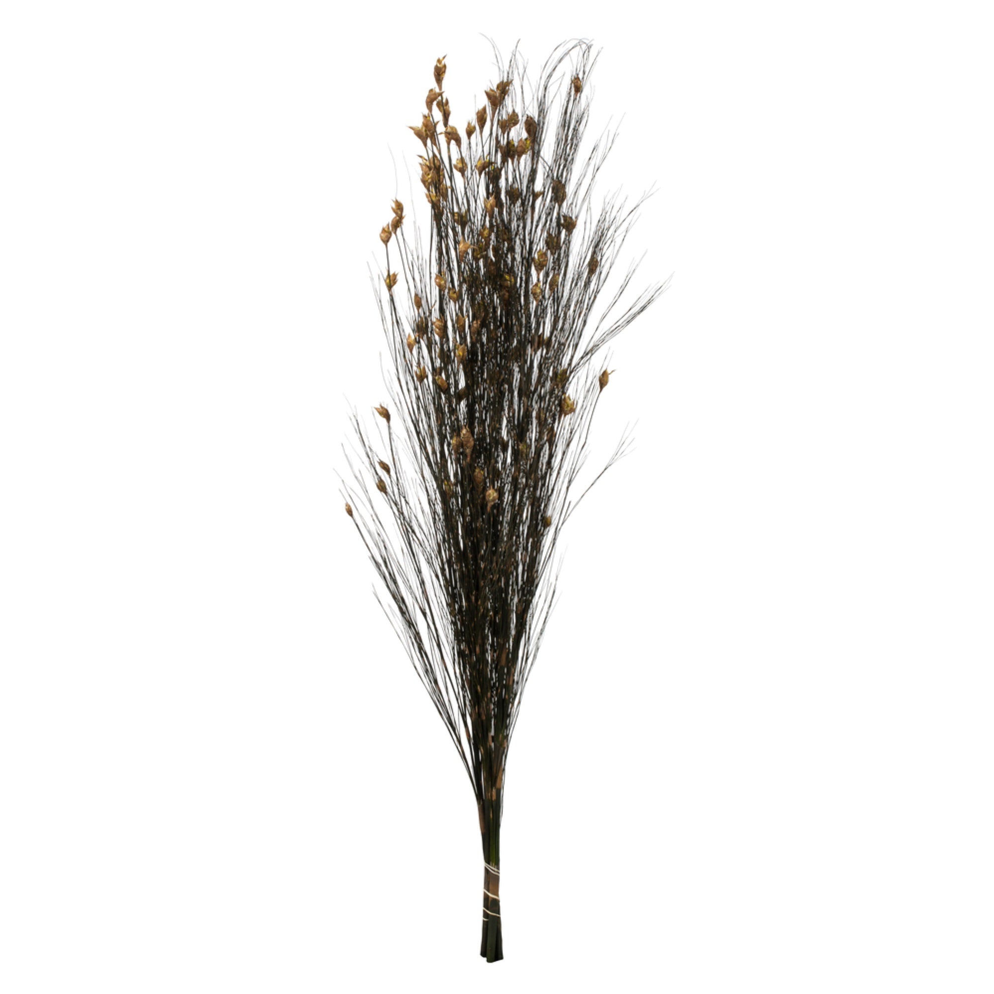 36-40” Bell Grass w/Natural Pod 16oz