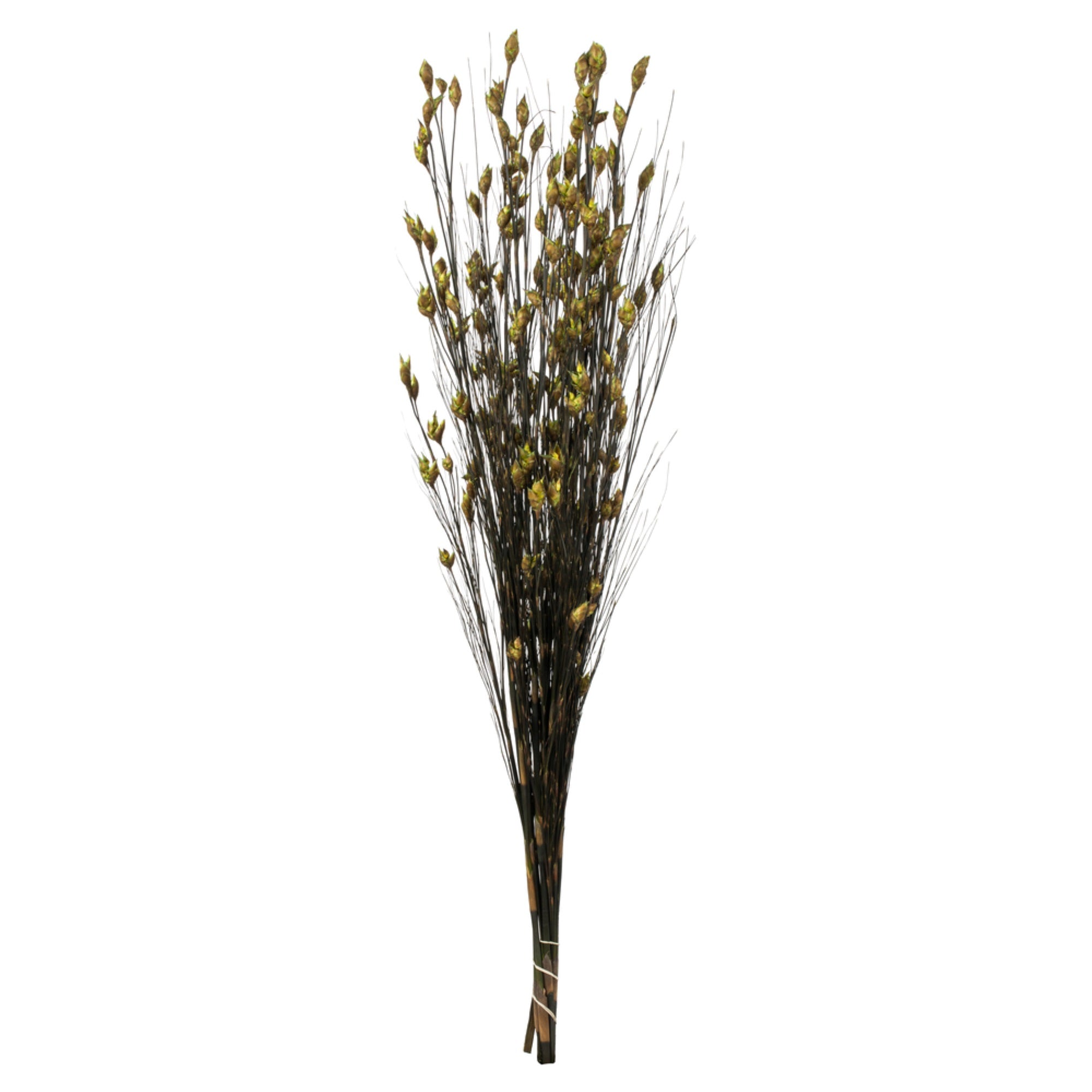 36-40” Bell Grass w/Basil Pod Bundle