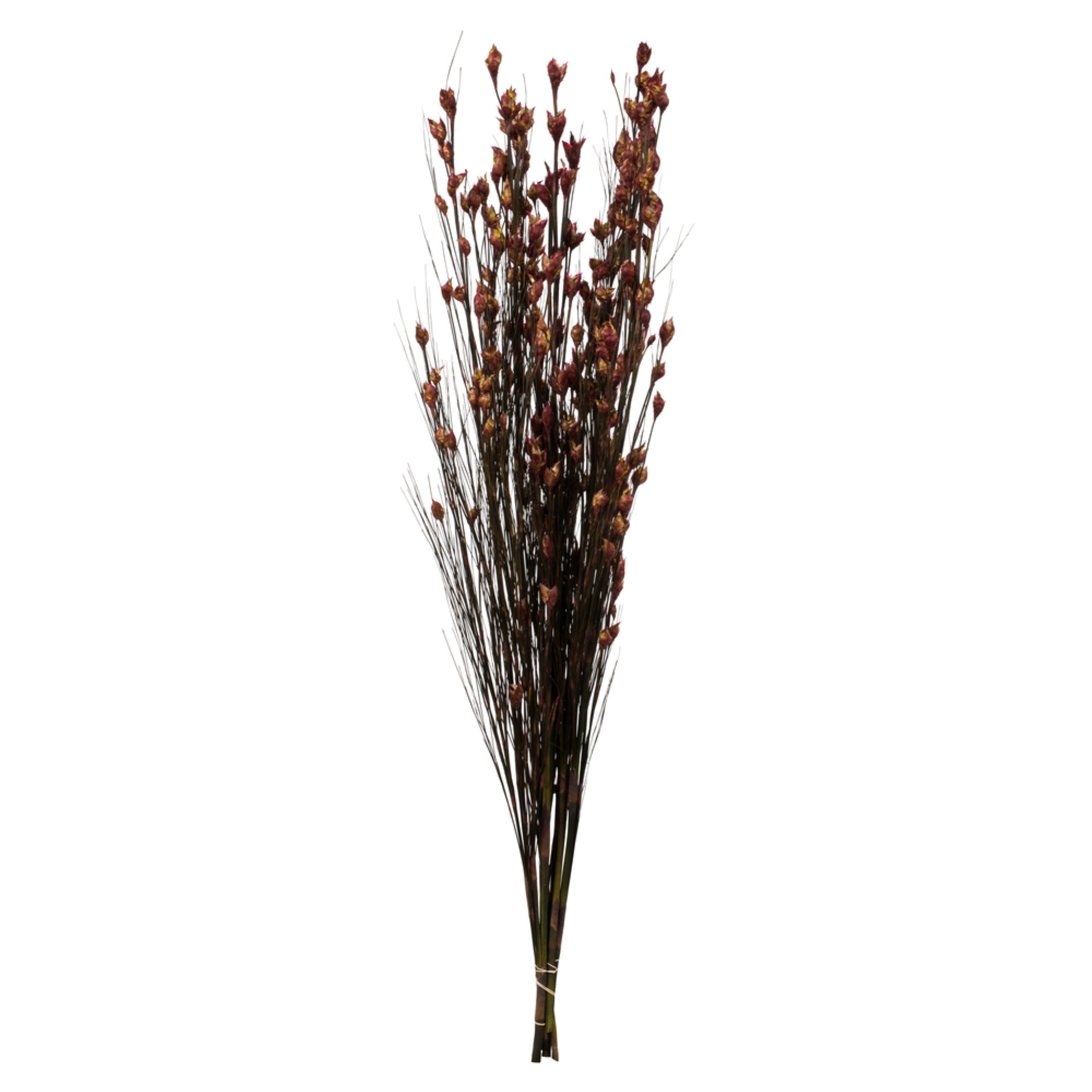 36-40” Bell Grass w/Merlot Pod 16oz