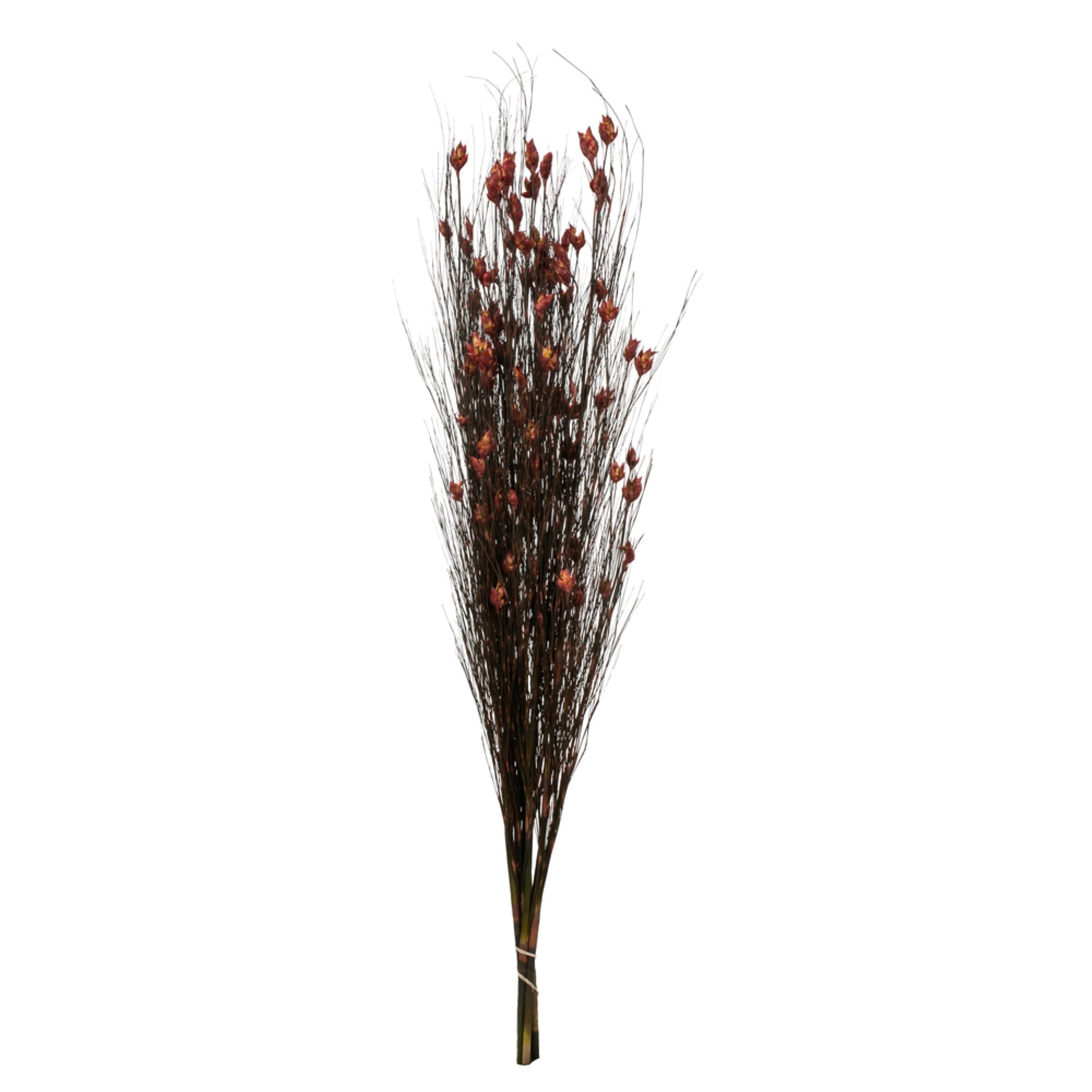 36-40” Bell Grass w/Red Pod 16oz