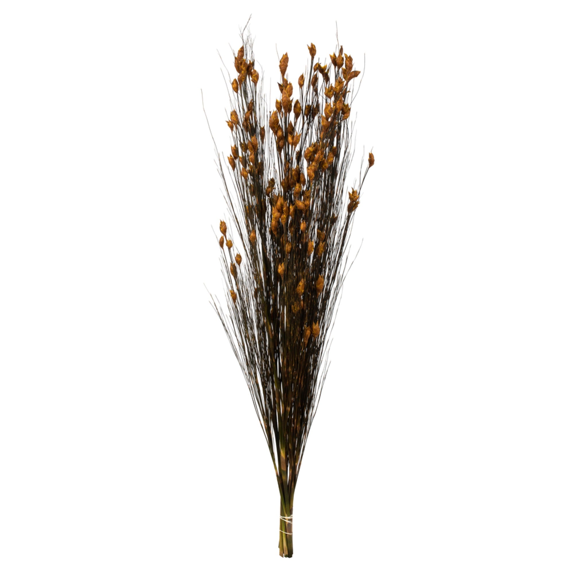 36-40” Bell Grass w/Aspen Gold Pod
