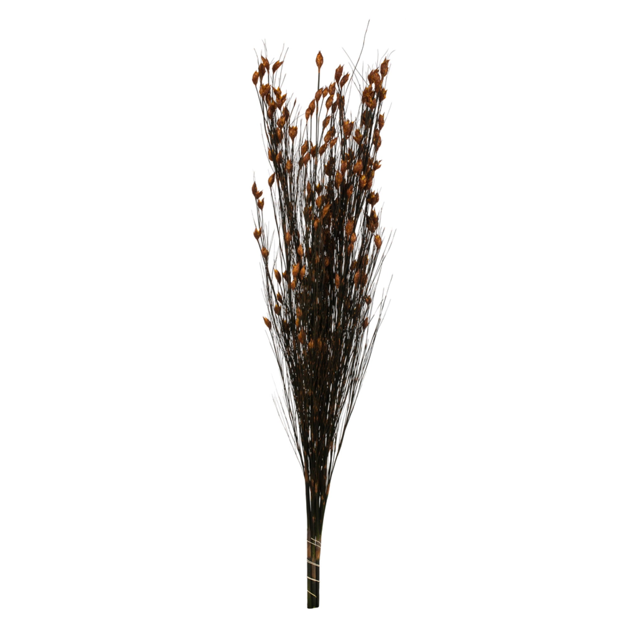 36-40” Bell Grass w/Autumn Pod Bundle
