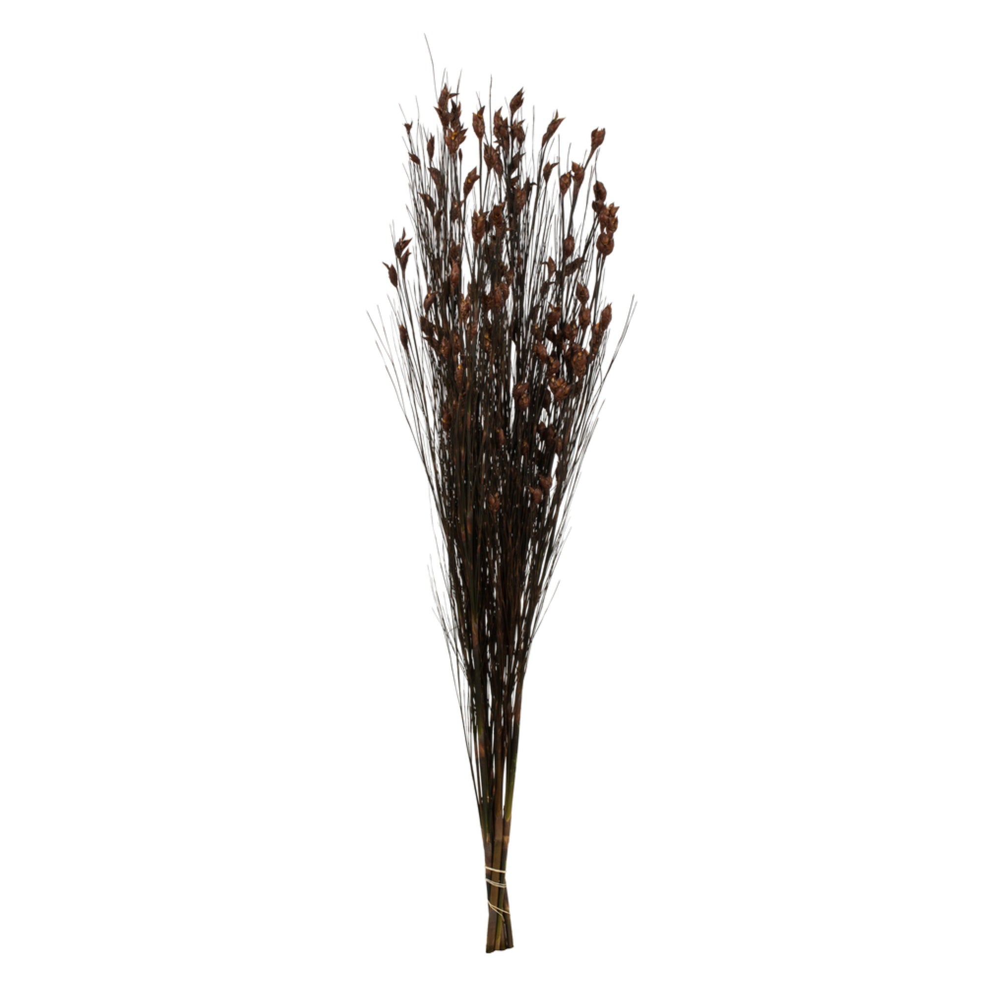 36-40” Bell Grass w/Brown Pod Bundle