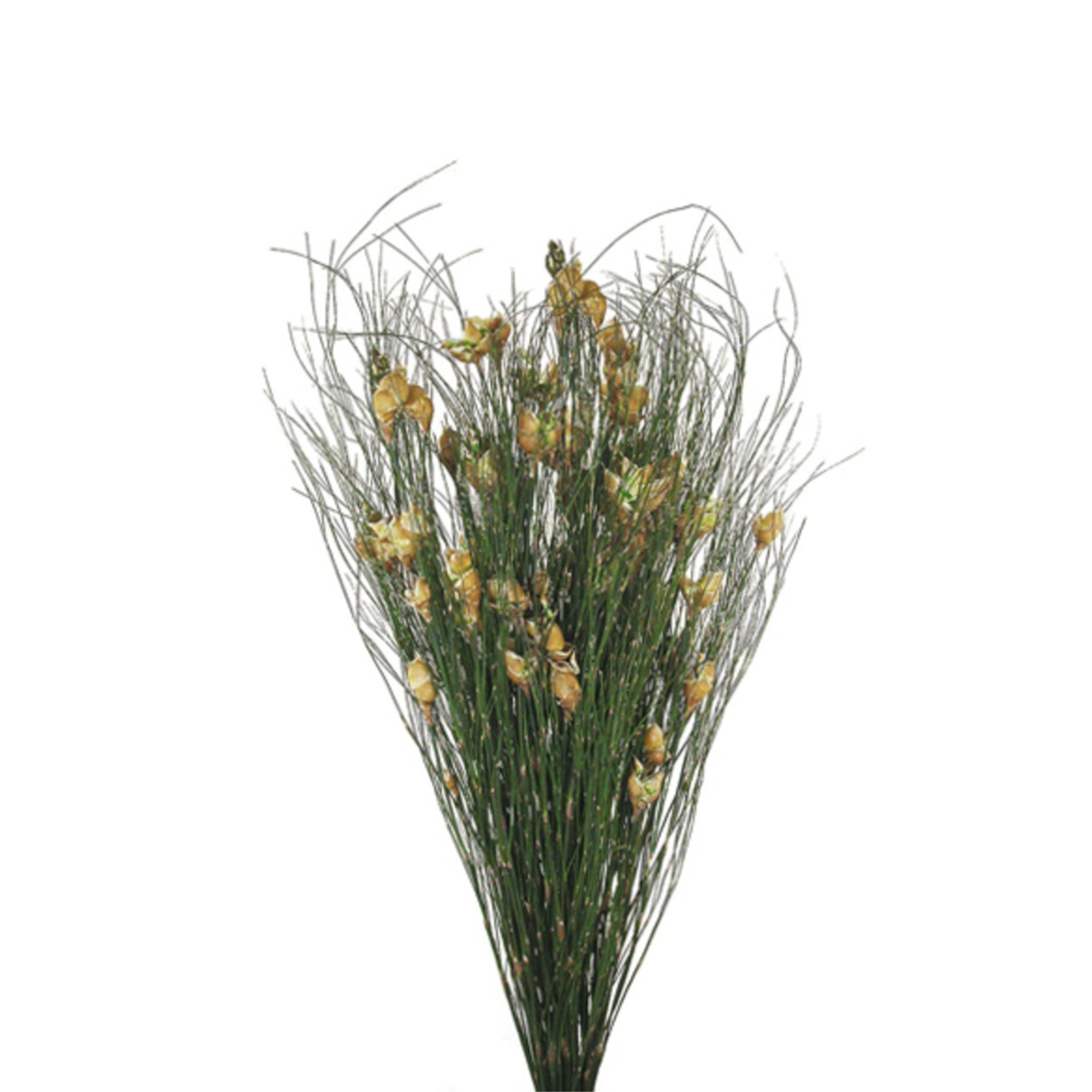 Vickerman 15-20” Natural Bell Female short 5-6 oz Bundle Preserved