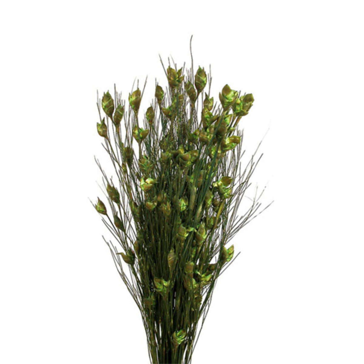 Vickerman 15-20 Basil Bell Female Short 5-6 Oz Bundle Preserved