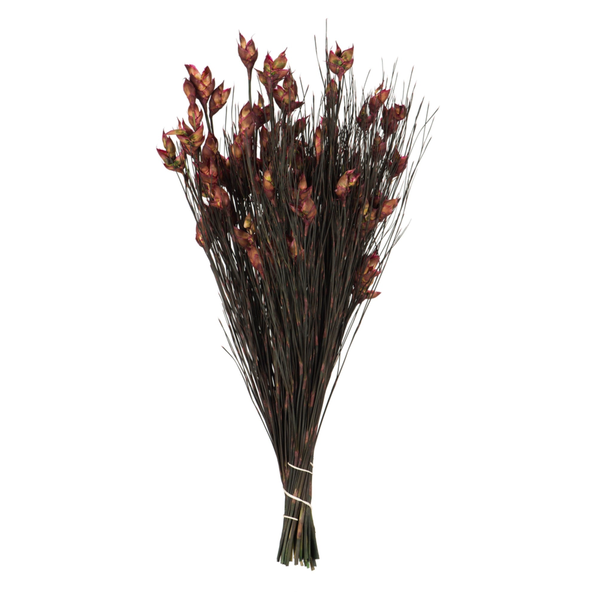 15-20” Bell Grass Merlot Pods 5oz Bundle