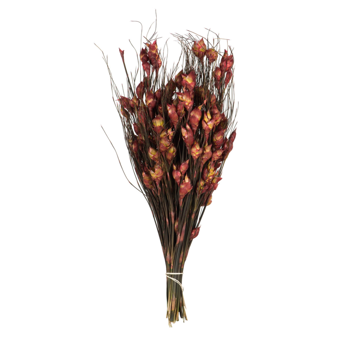 Vickerman 15-20 Red Bell Female Short 5-6 Oz Bundle Preserved
