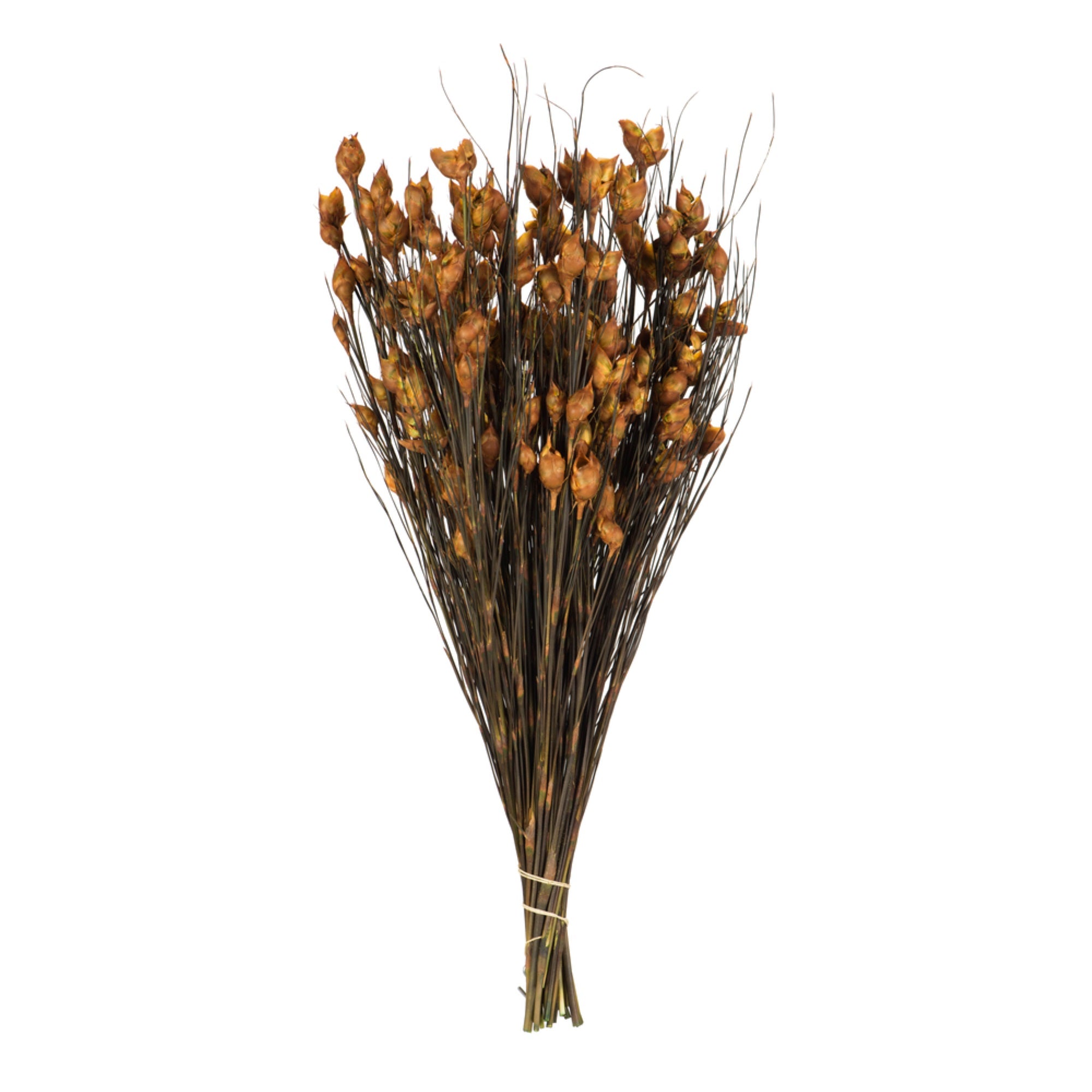 15-20” Bell Grass w/Aspen Pods 10oz