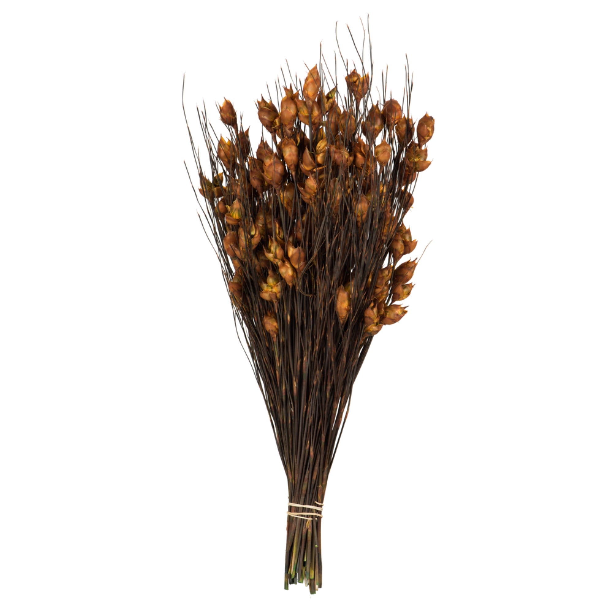 15-20” Bell Grass w/Autumn Pod 10oz