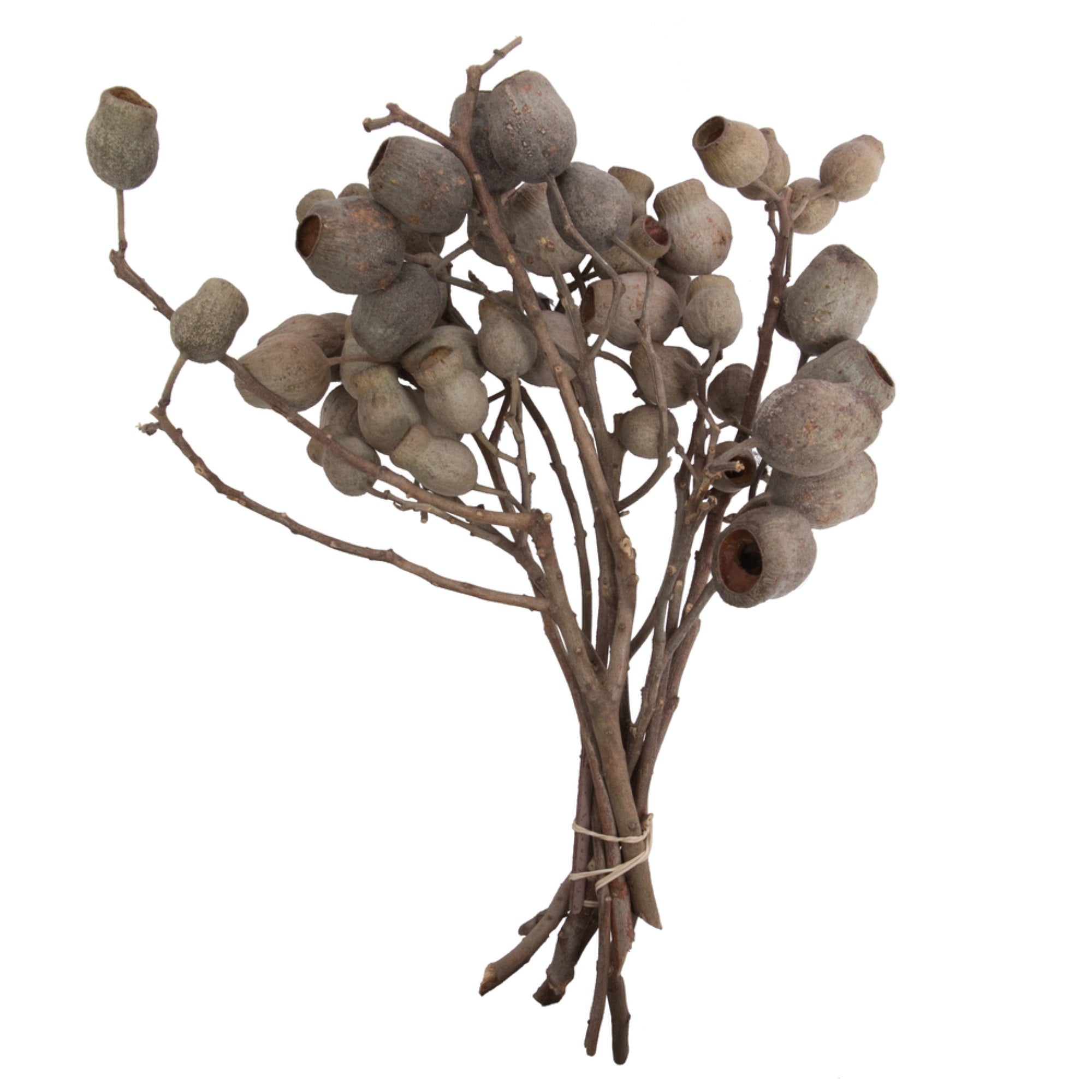 11”x4” Bellgum Branch 5-7 Bells 10Pc Bu