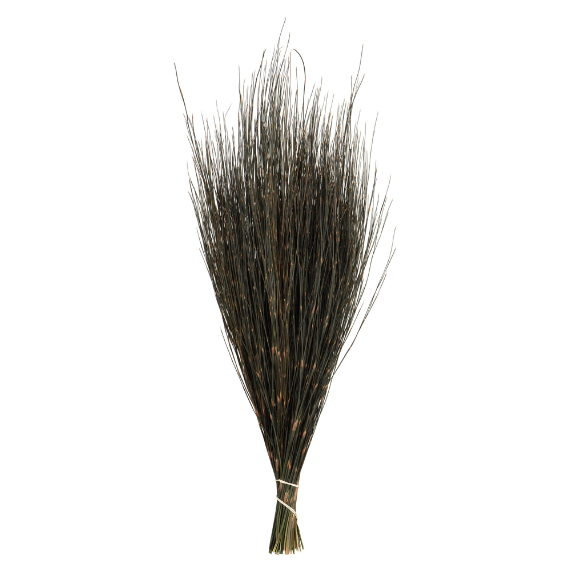 Vickerman 15-20” Natural Bell Male short 5 oz Preserved