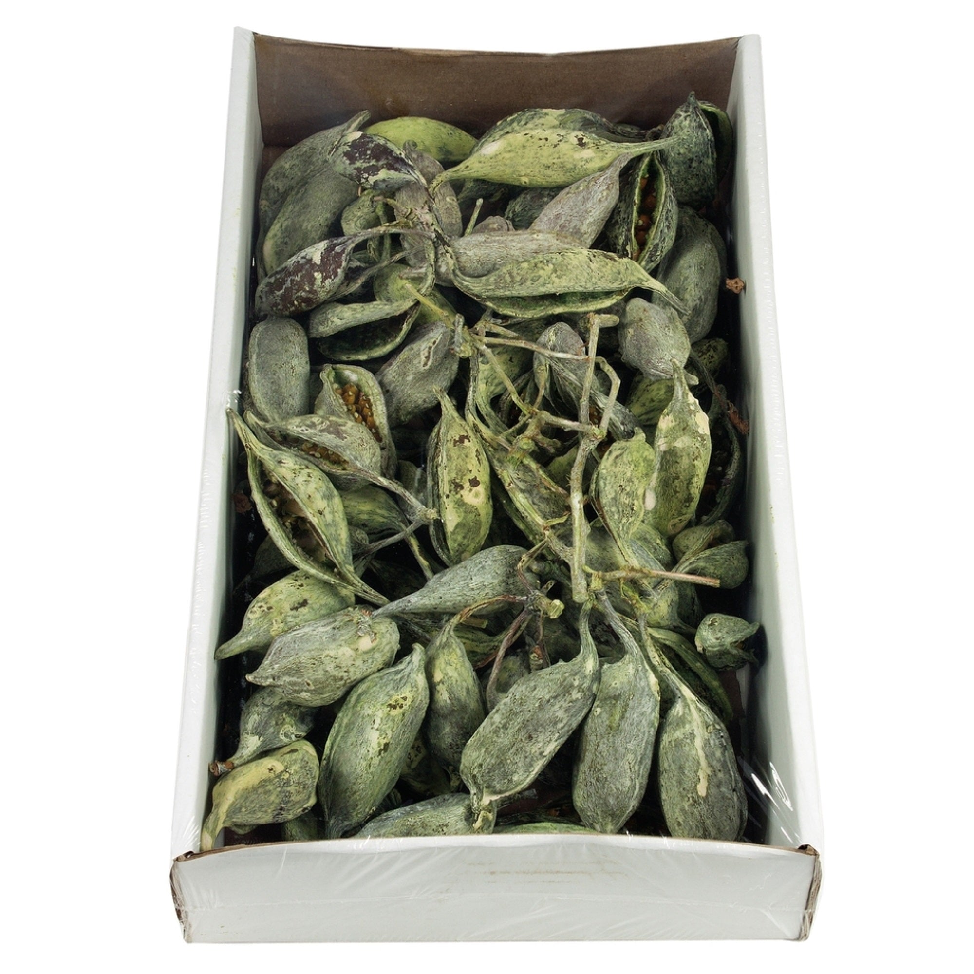 5-9” Frosted Green Brachy Clusters 1.1Lb