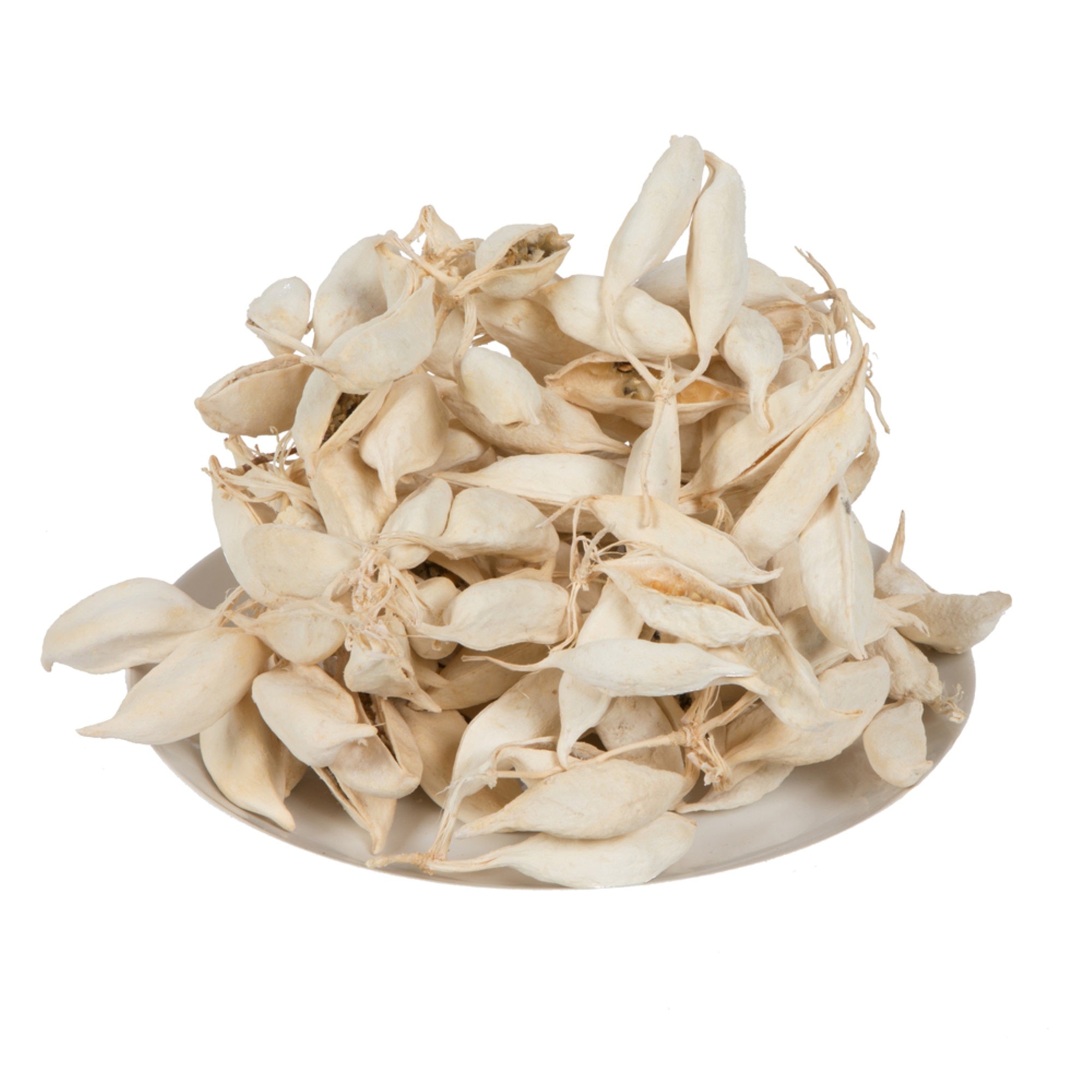 3” Brachychiton Bleached 1.1 lb/tray