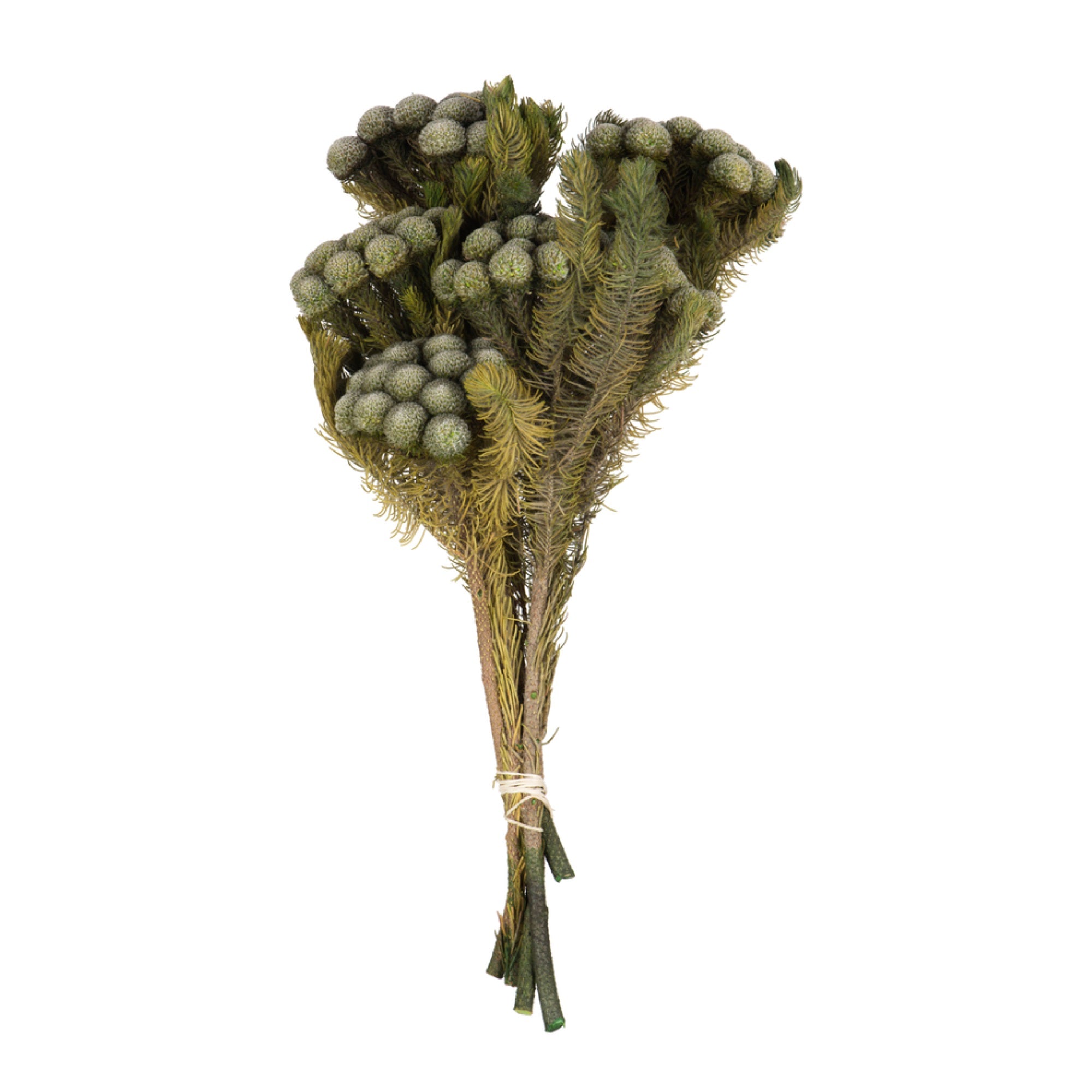 Vickerman 12-16” Natural Green Brunia 4 oz Bundle Preserved