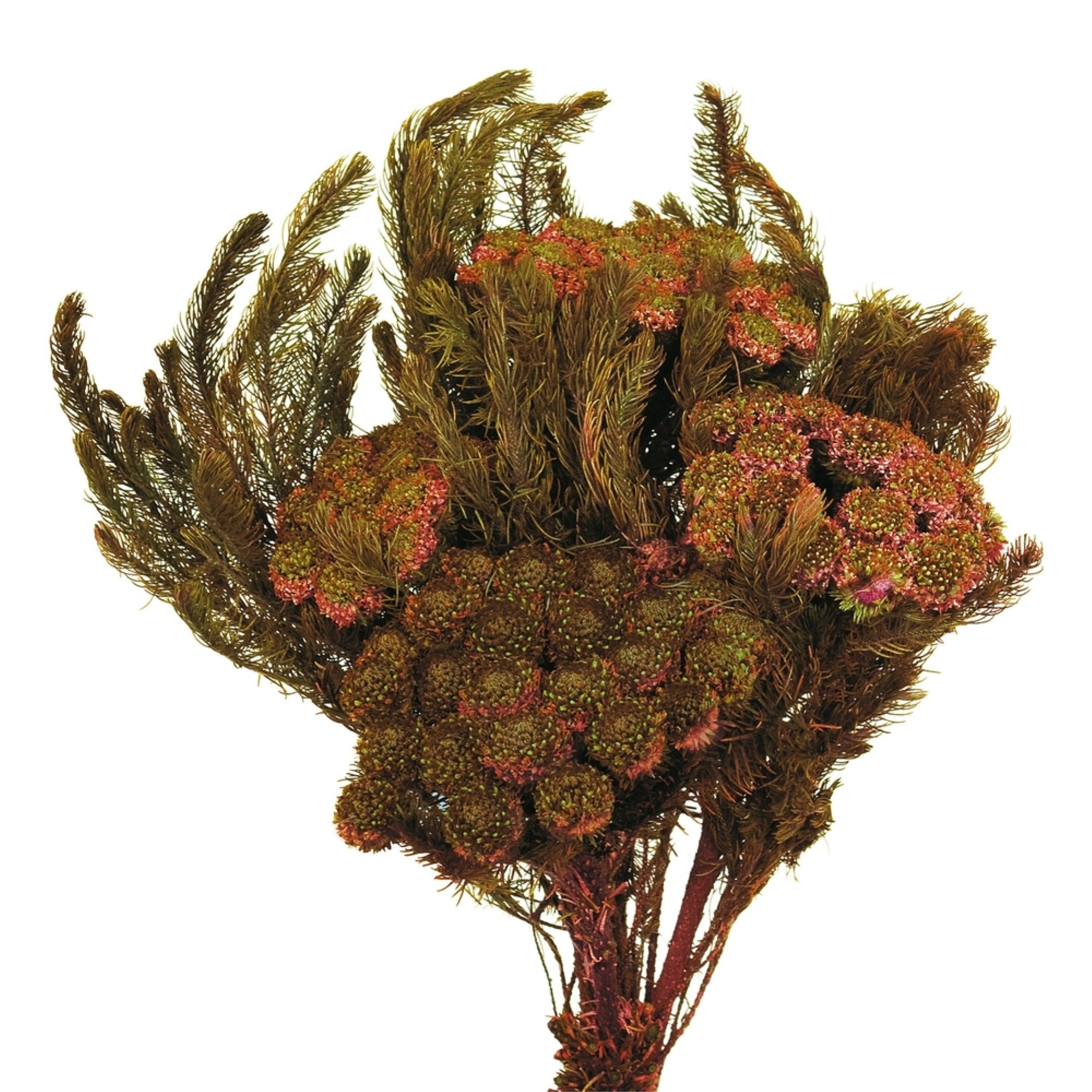12-16” Plum Brunia Stems - 4 oz Bundle