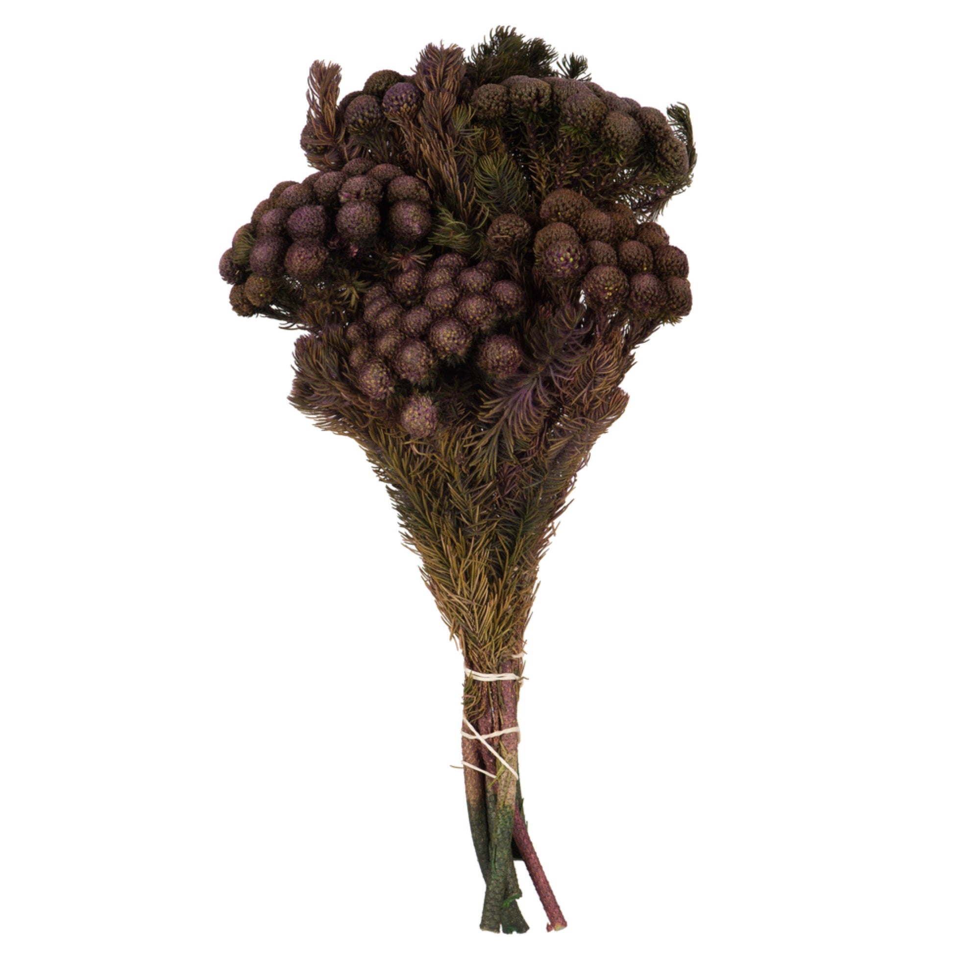 Vickerman 12-16” Violet Brunia 4 oz Bundle Preserved