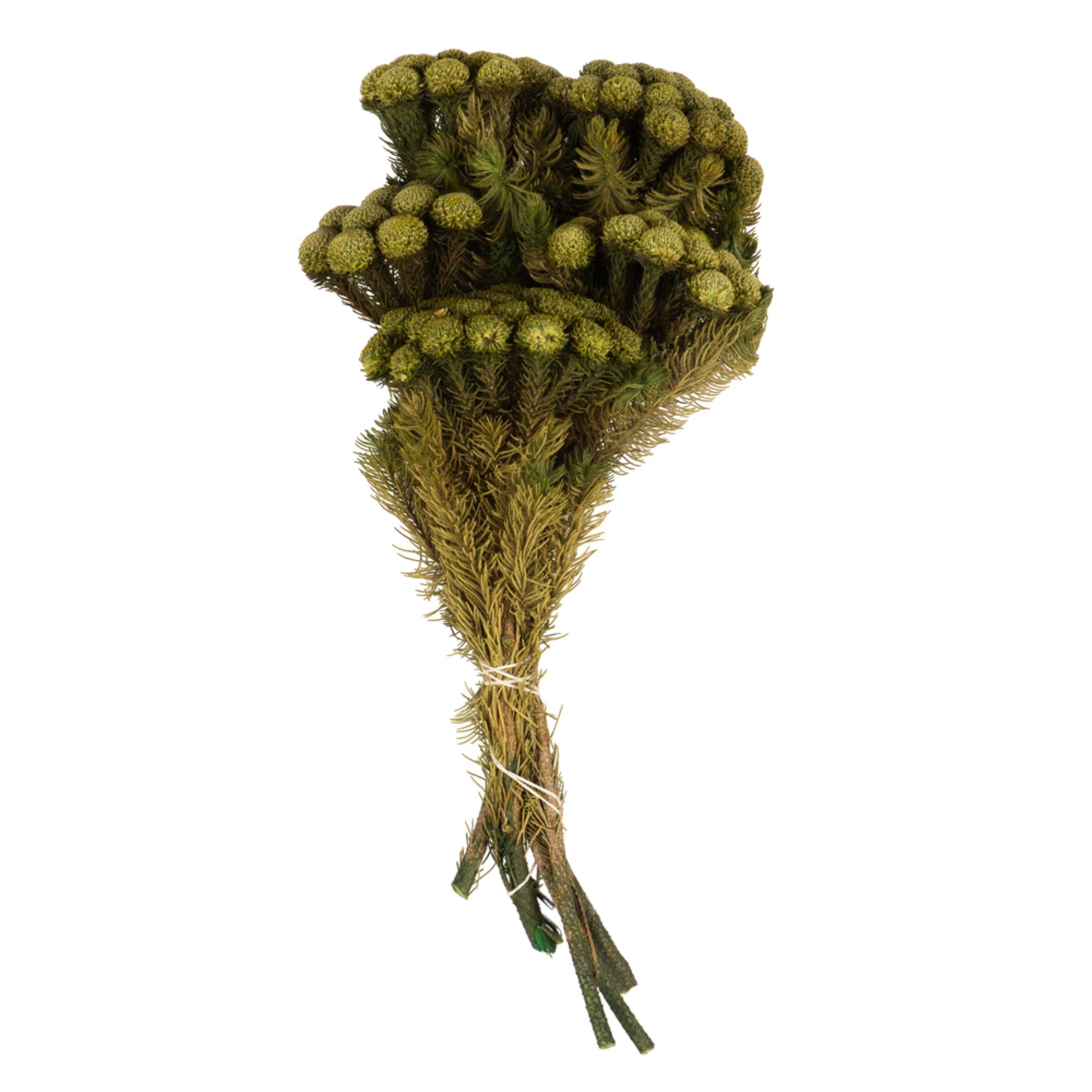 12-16” Yellow/Green Brunia Stems 8oz
