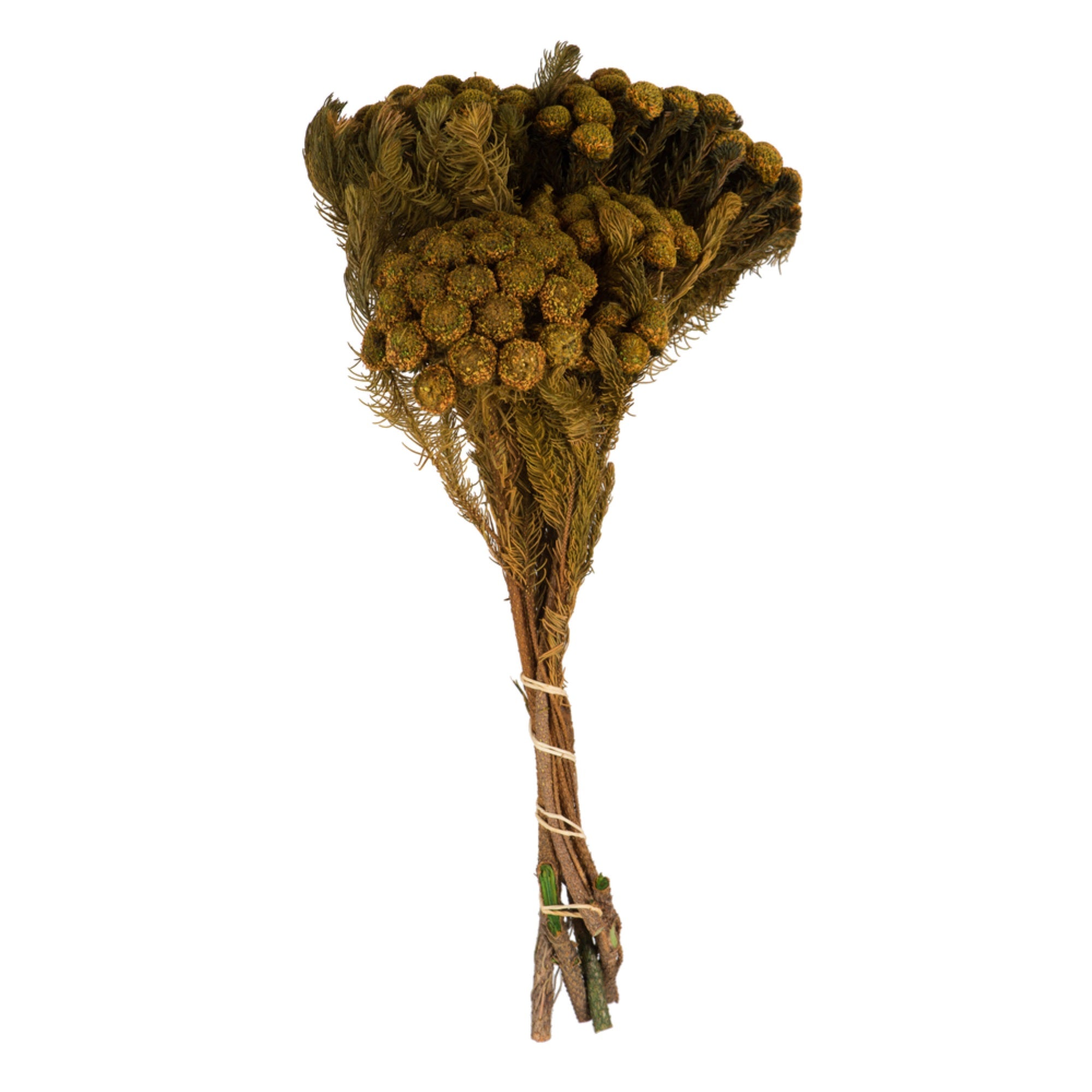 12-16” Aspen Gold Brunia Stems 8oz