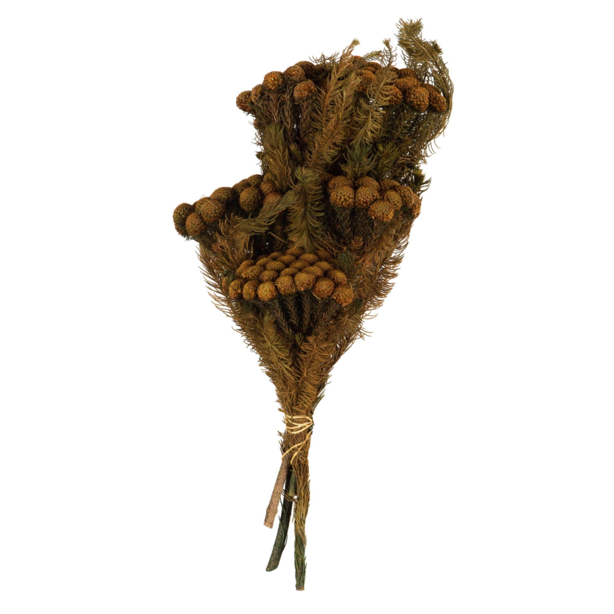 12-16” Autumn Brunia Stems 8oz