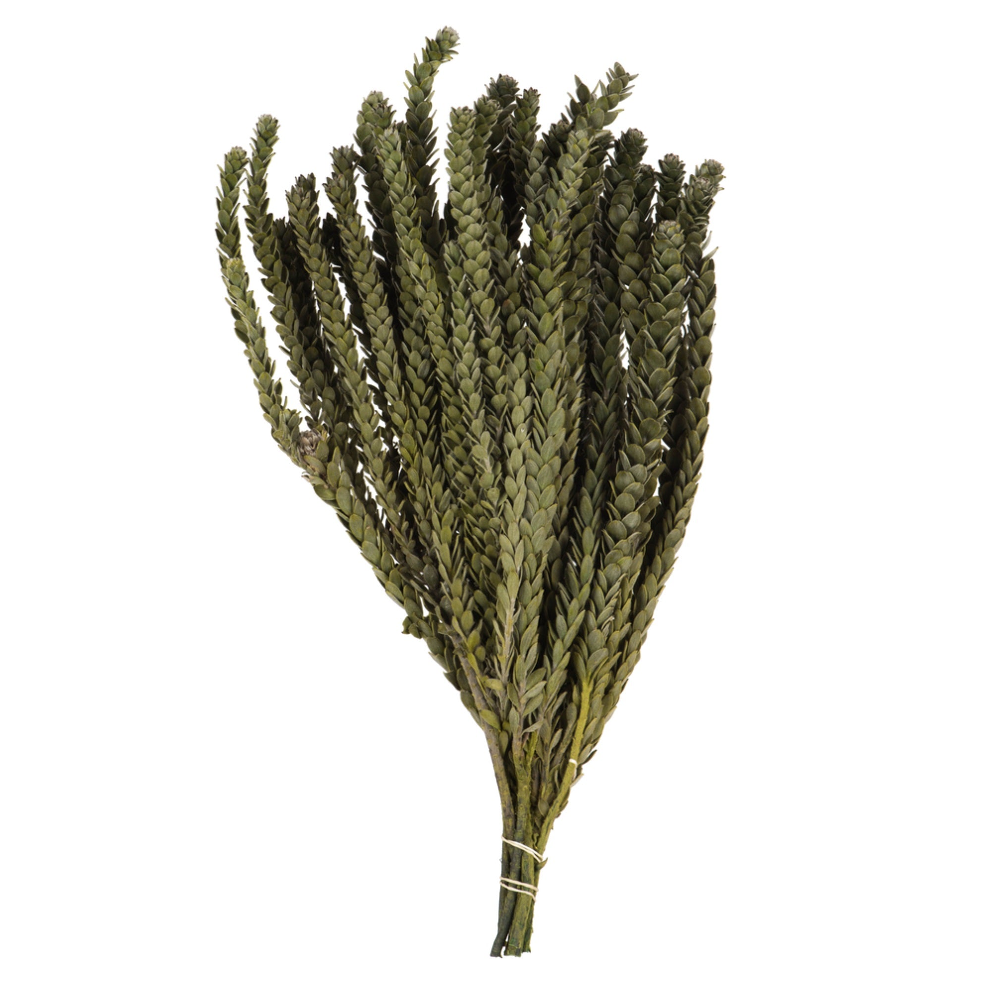Vickerman 12-16”  Green Buxifolia - Mini 4 oz Bundle Preserved