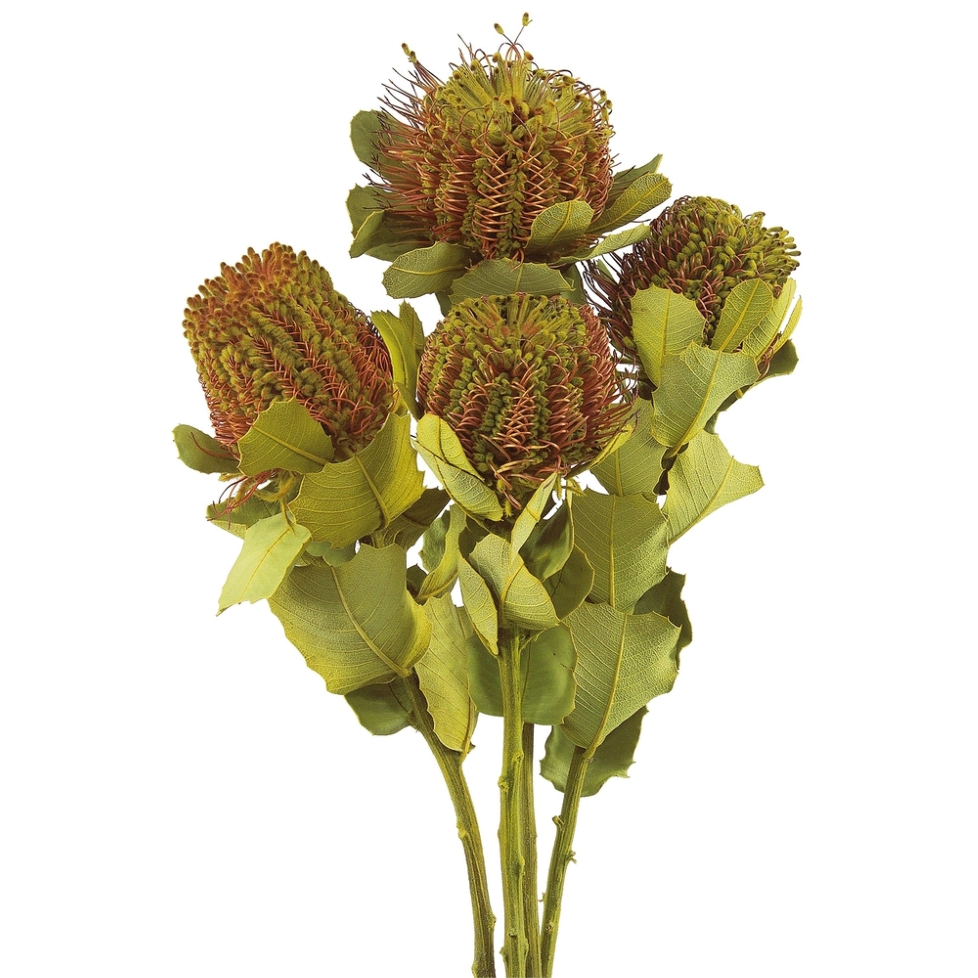 Vickerman 14-16” Banksia Coccinea Basil 4 Stem Bunch Preserved