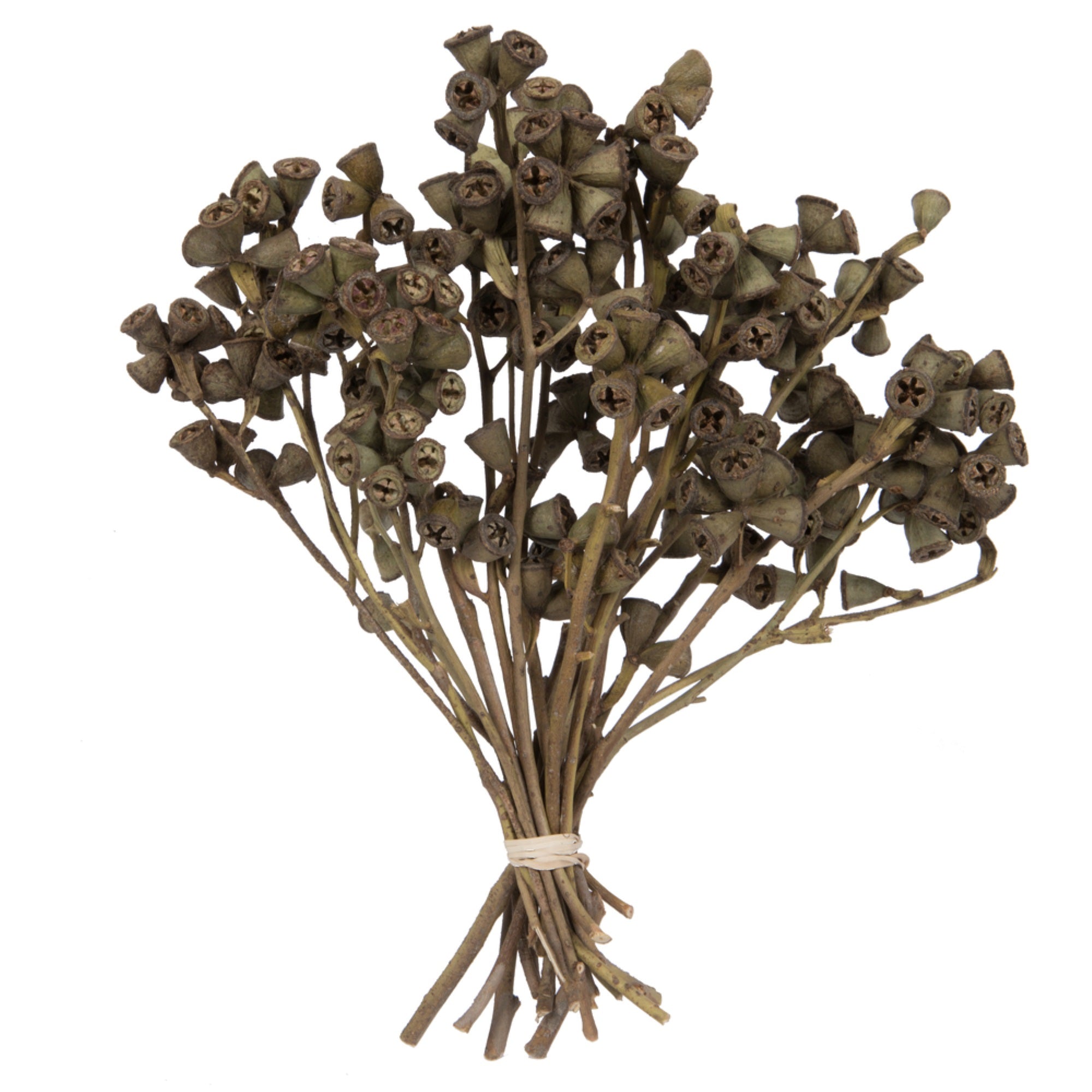 11”x2-4” Conical Gum Branch 20Pc Bunch