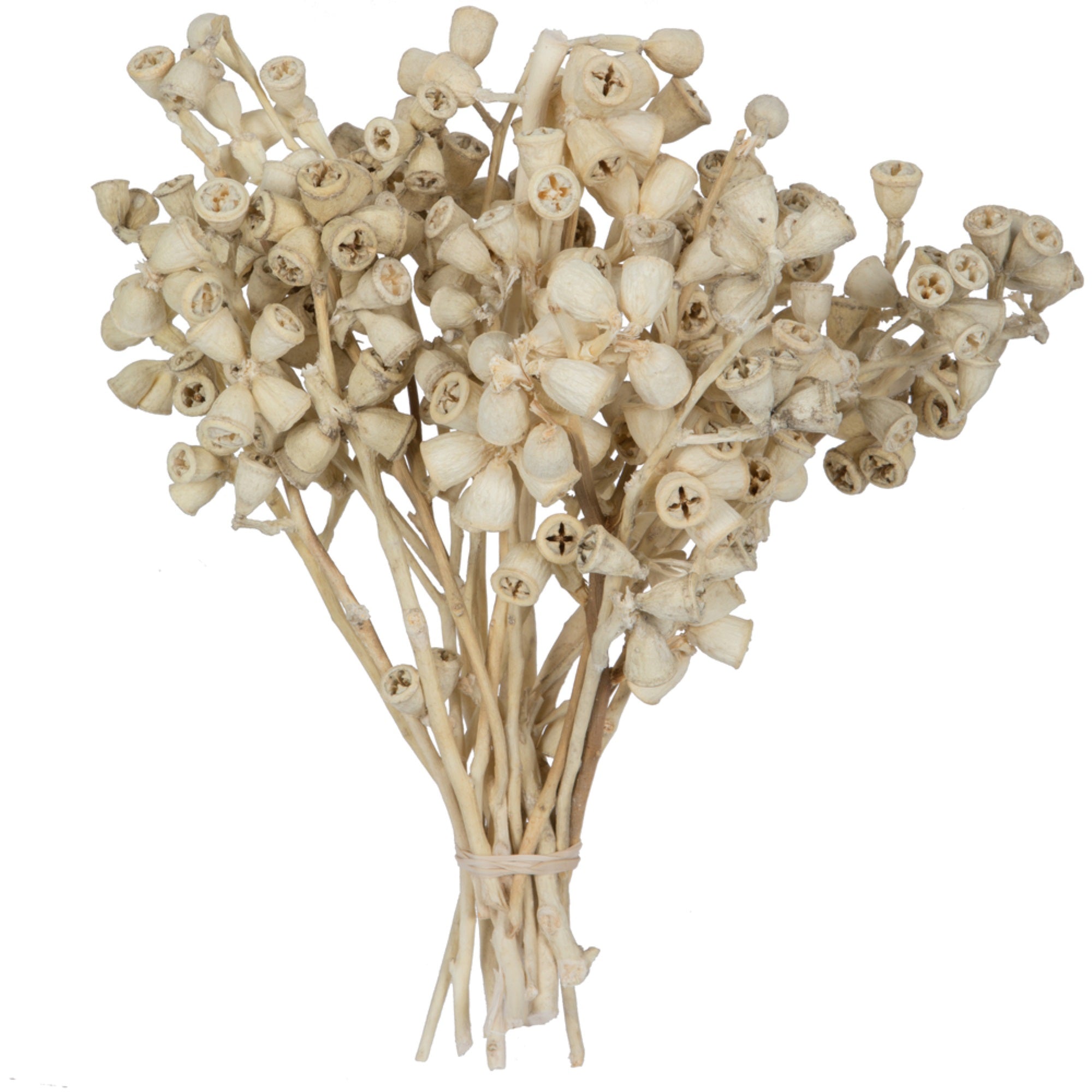 11”x2-4” Conical Gum Bleached 20Pc Bu