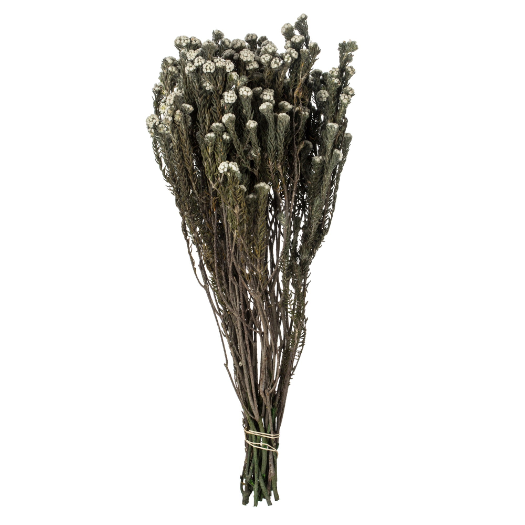 16-22” Natural White Cotton Phylica 4oz