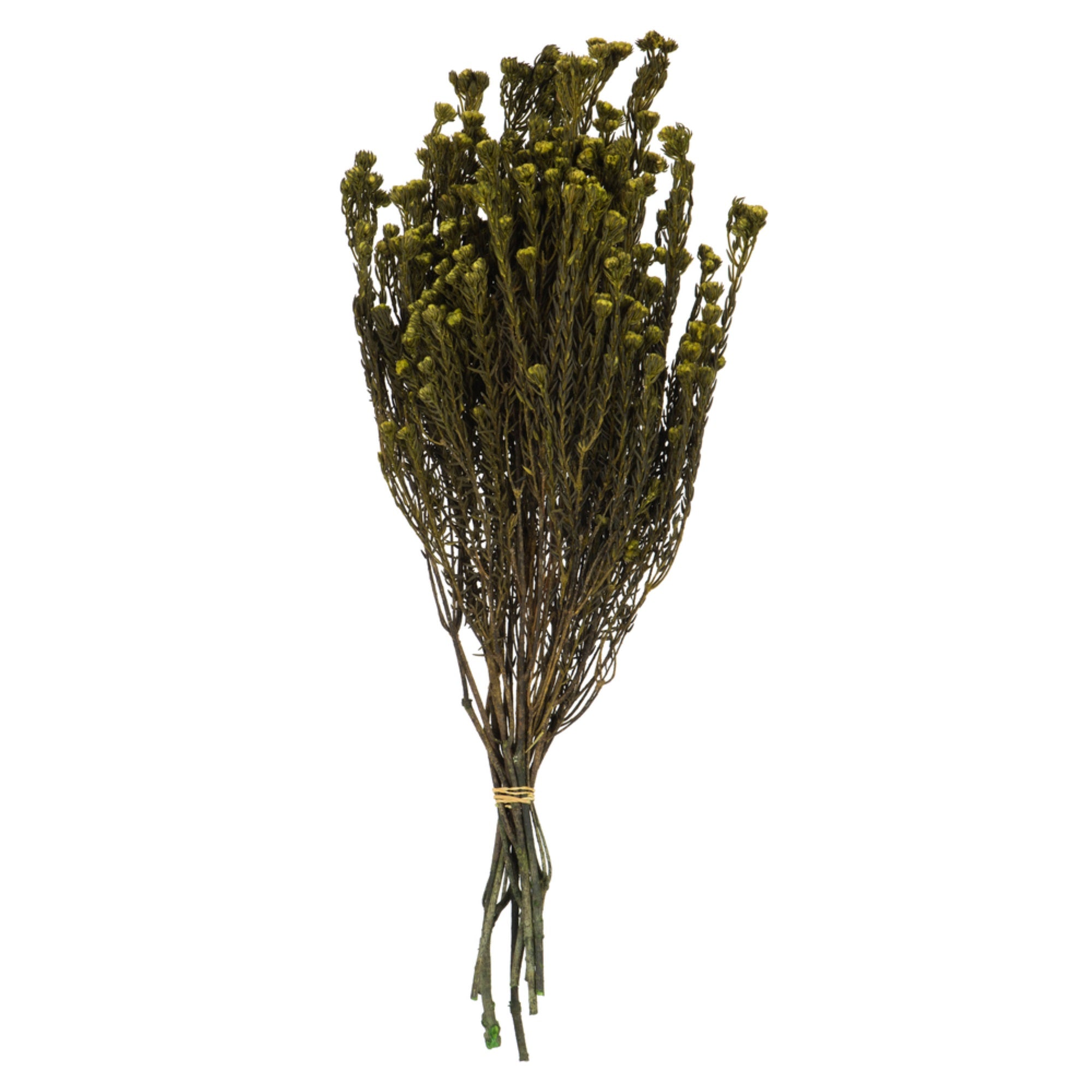 16-22” Basil Cotton Phylica Bundle 8oz