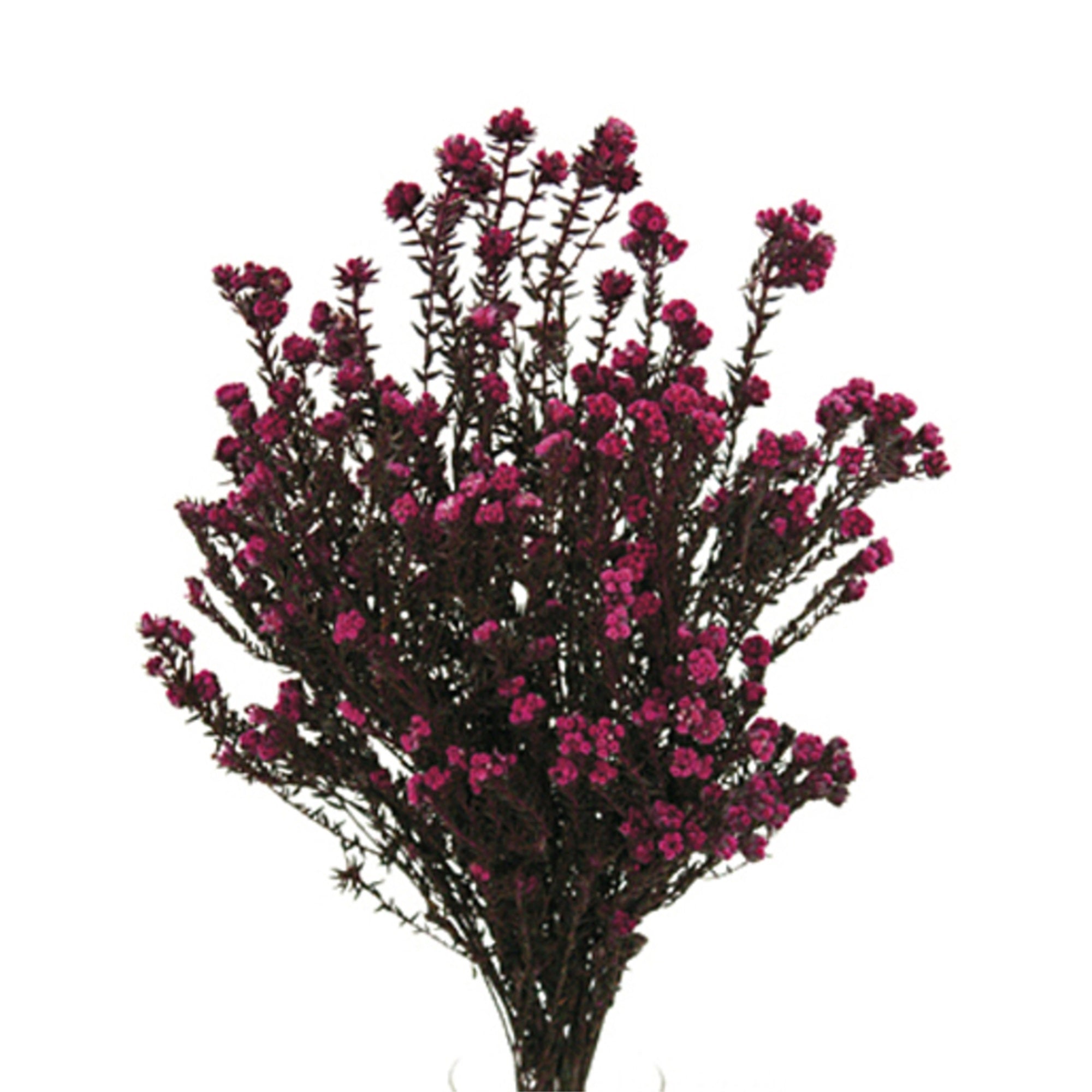 16-22” Erica Pink Cotton Phylica Bu 4oz