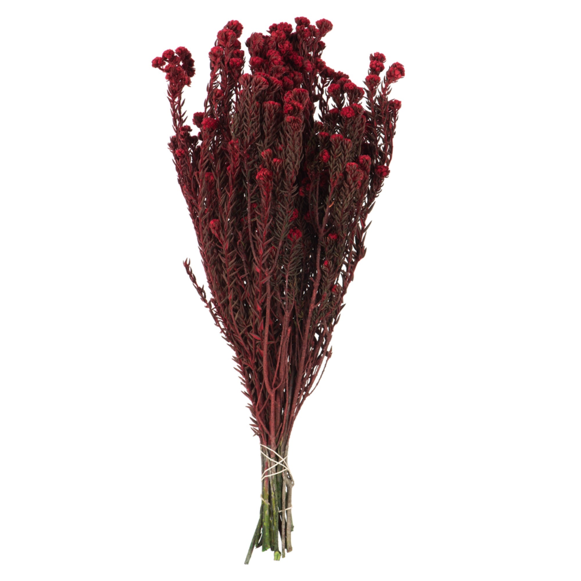 16-22” Red Cotton Phylica Bundle 4oz