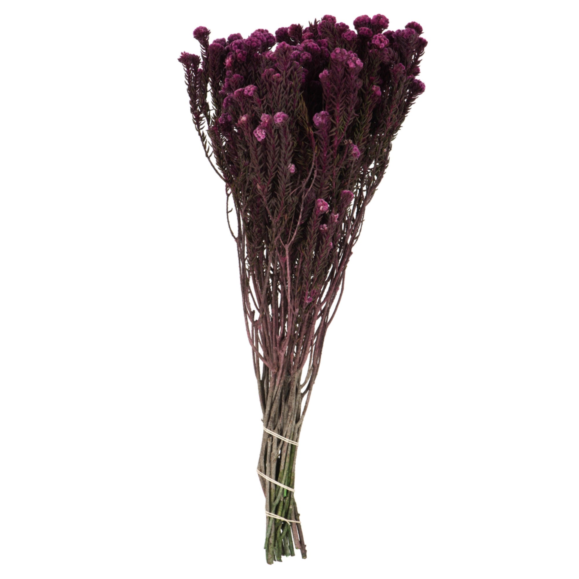 16-22” Purple Orchid Cotton Phylica 4oz