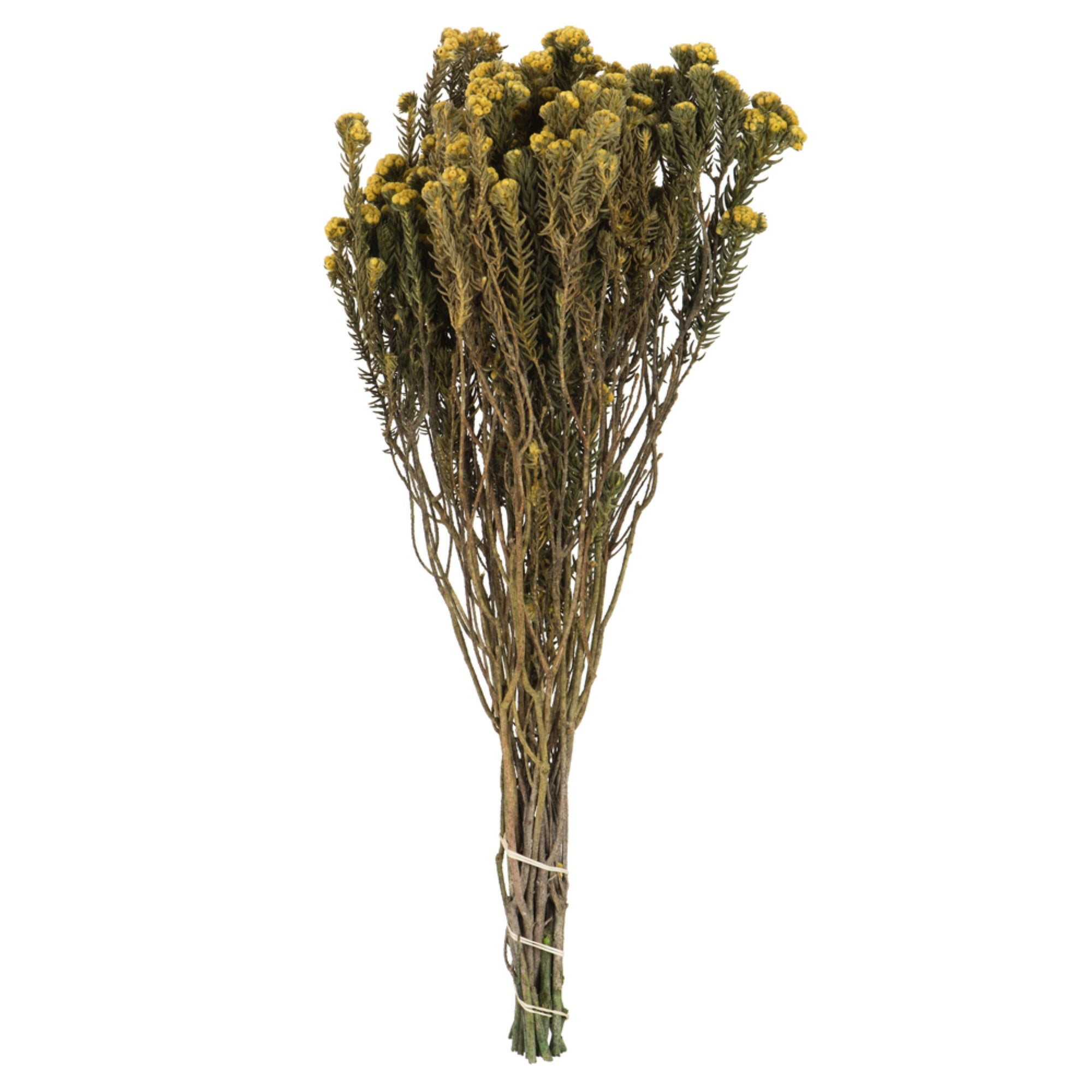 16-22” Yellow Cotton Phylica Bundle 4oz