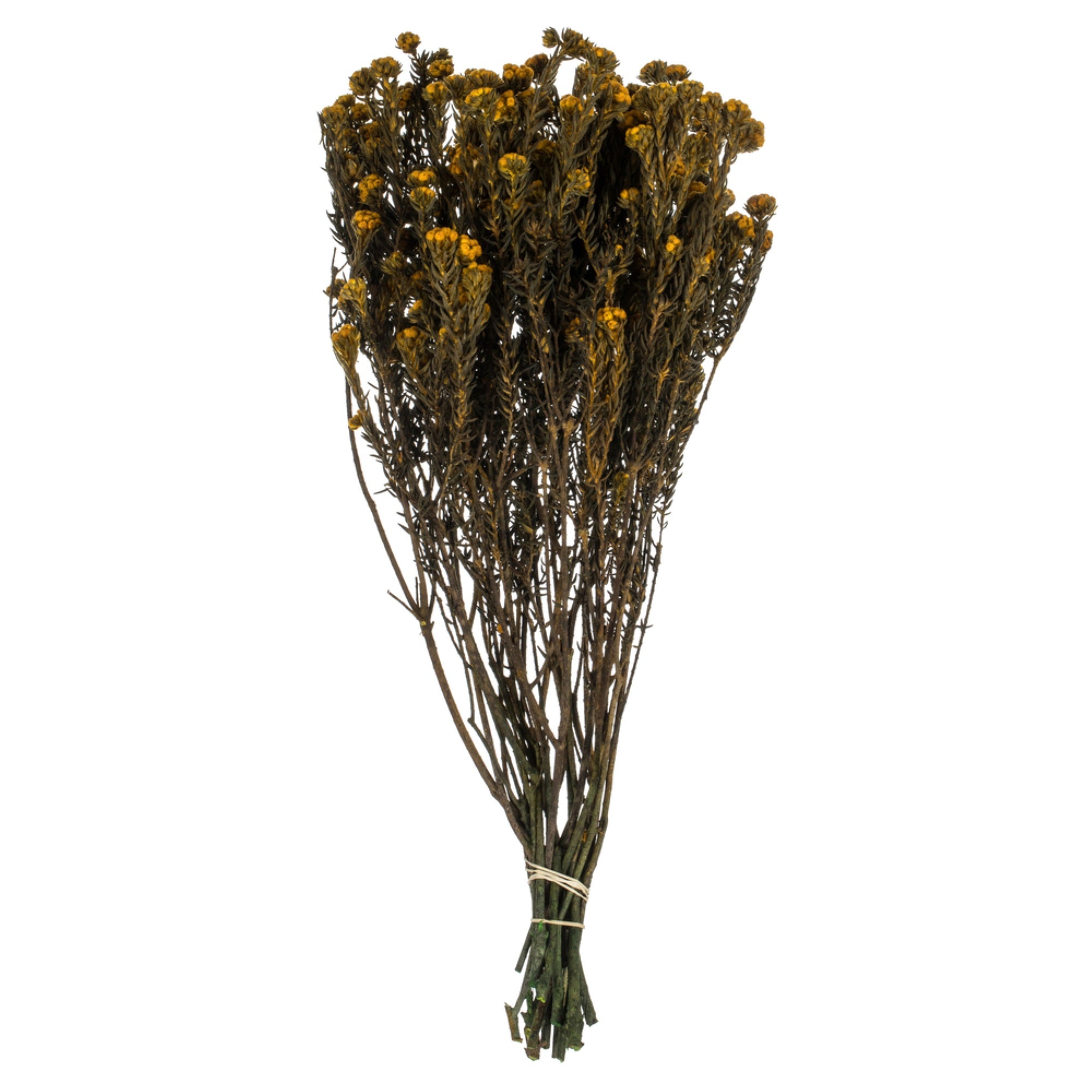 16-22” Aspen Gold Cotton Phylica Bu 8oz