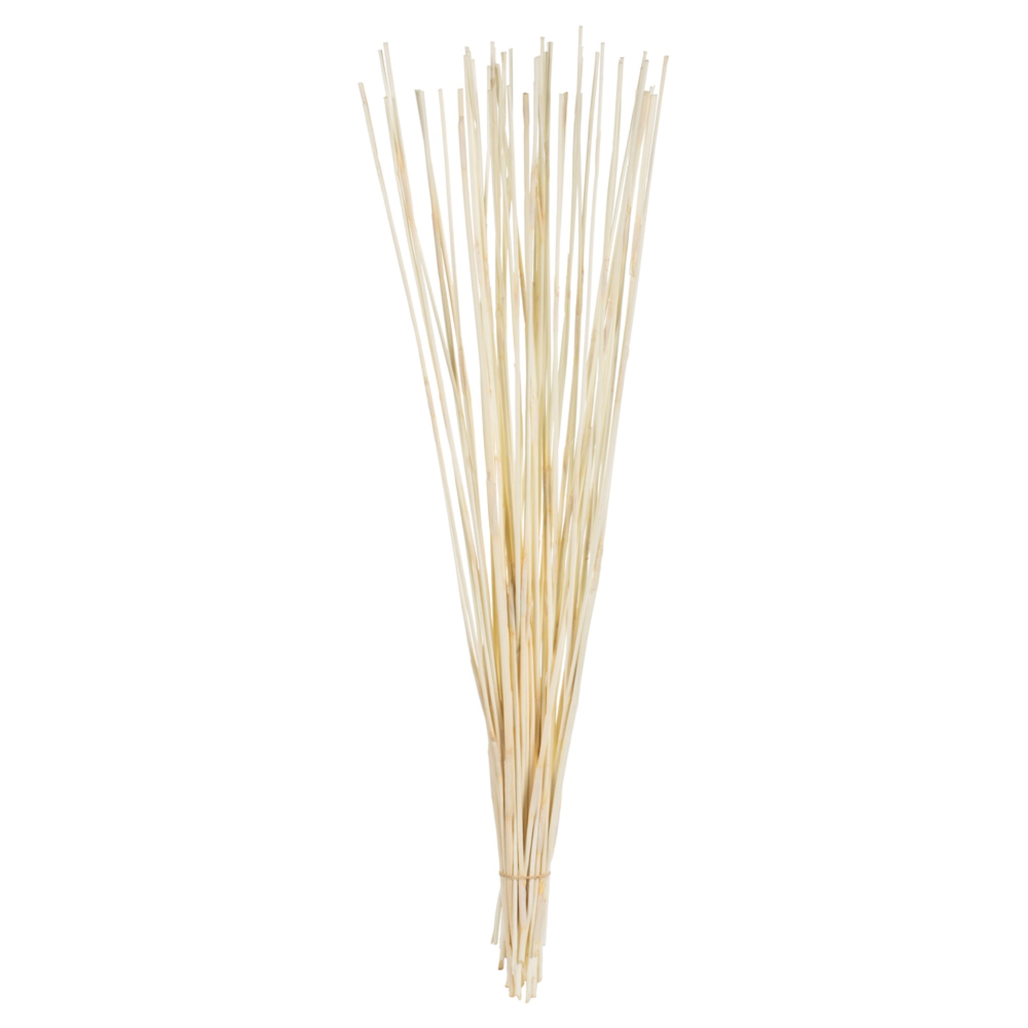 40” Bleached Elephant Reed Bundle10oz