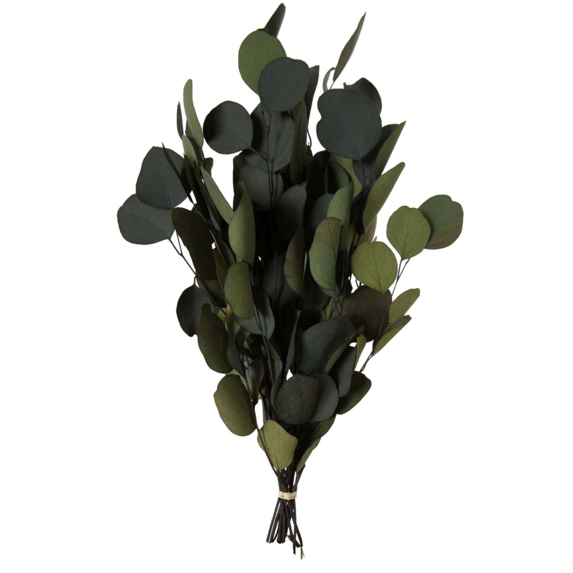 18-20”x8” Eucalyptus Pop Green 1lb Bunch