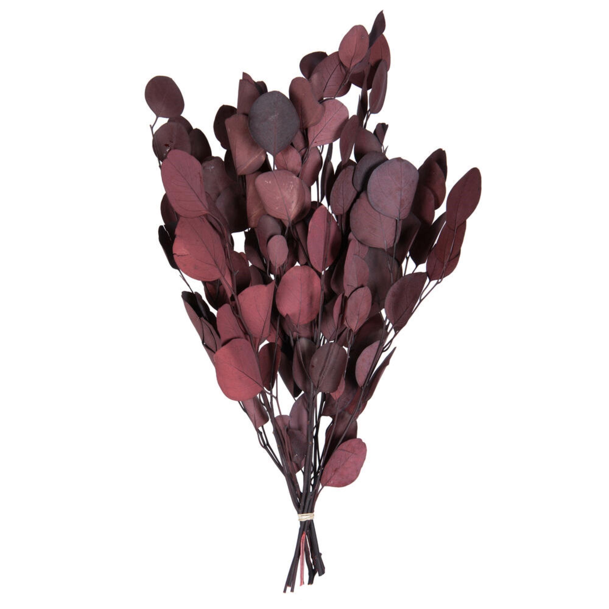 Vickerman Natural Botanicals 18-20” x 8” Eucalyptus Populus Red 100 grams per unit