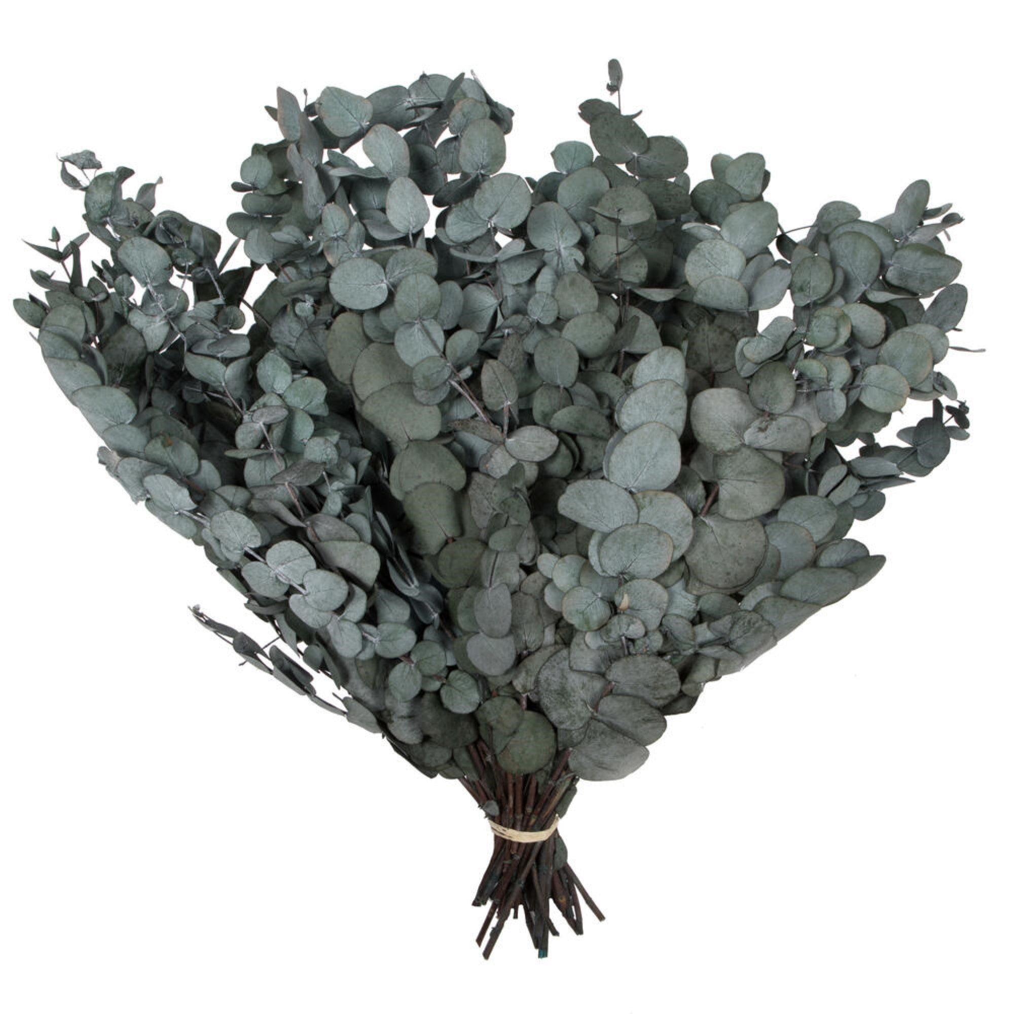 Vickerman Natural Botanicals 18-20” x 9” Eucalyptus Spiral Green 1 lb bundle