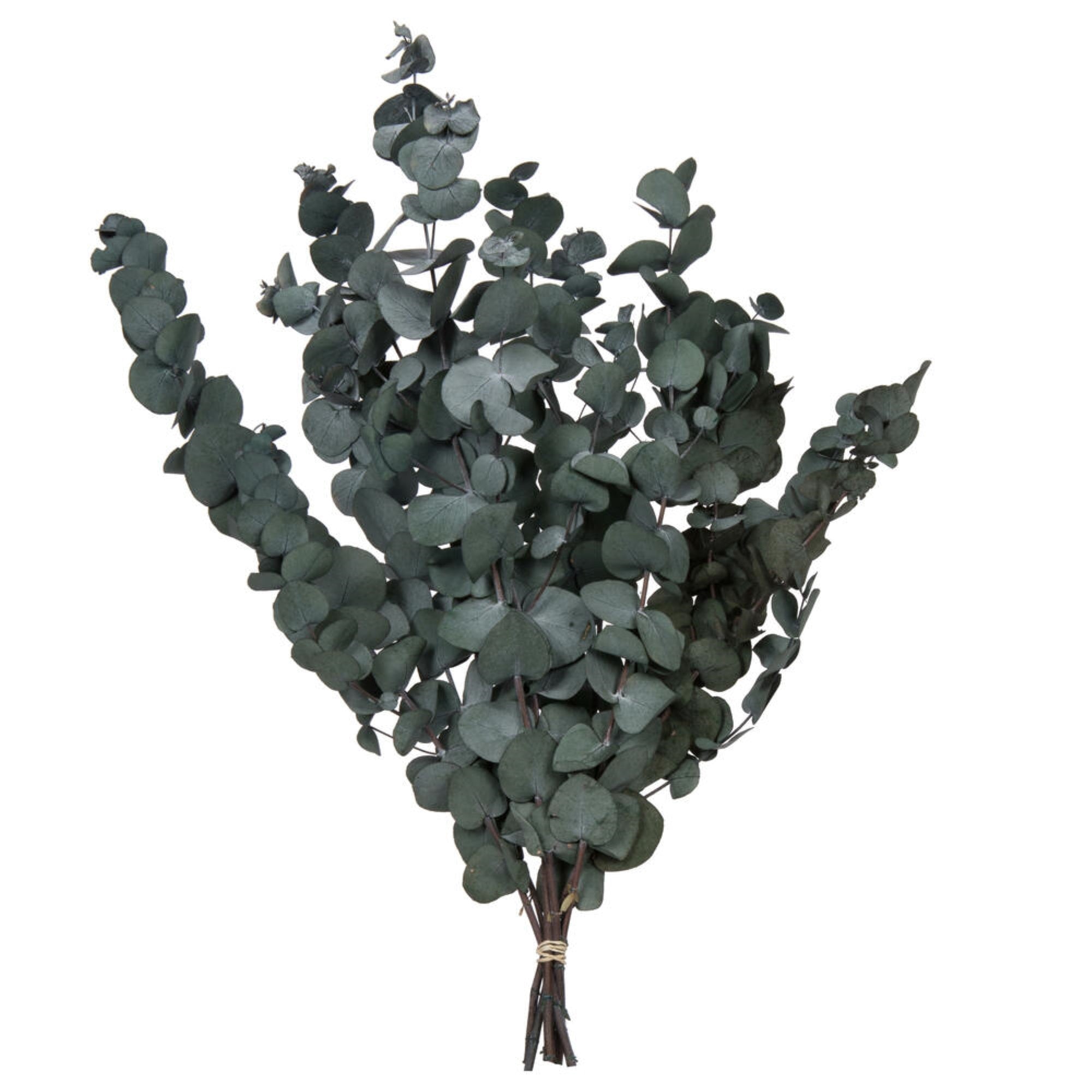Vickerman Natural Botanicals 18-20” x 9” Eucalyptus Spiral Green 100 grams per bunch
