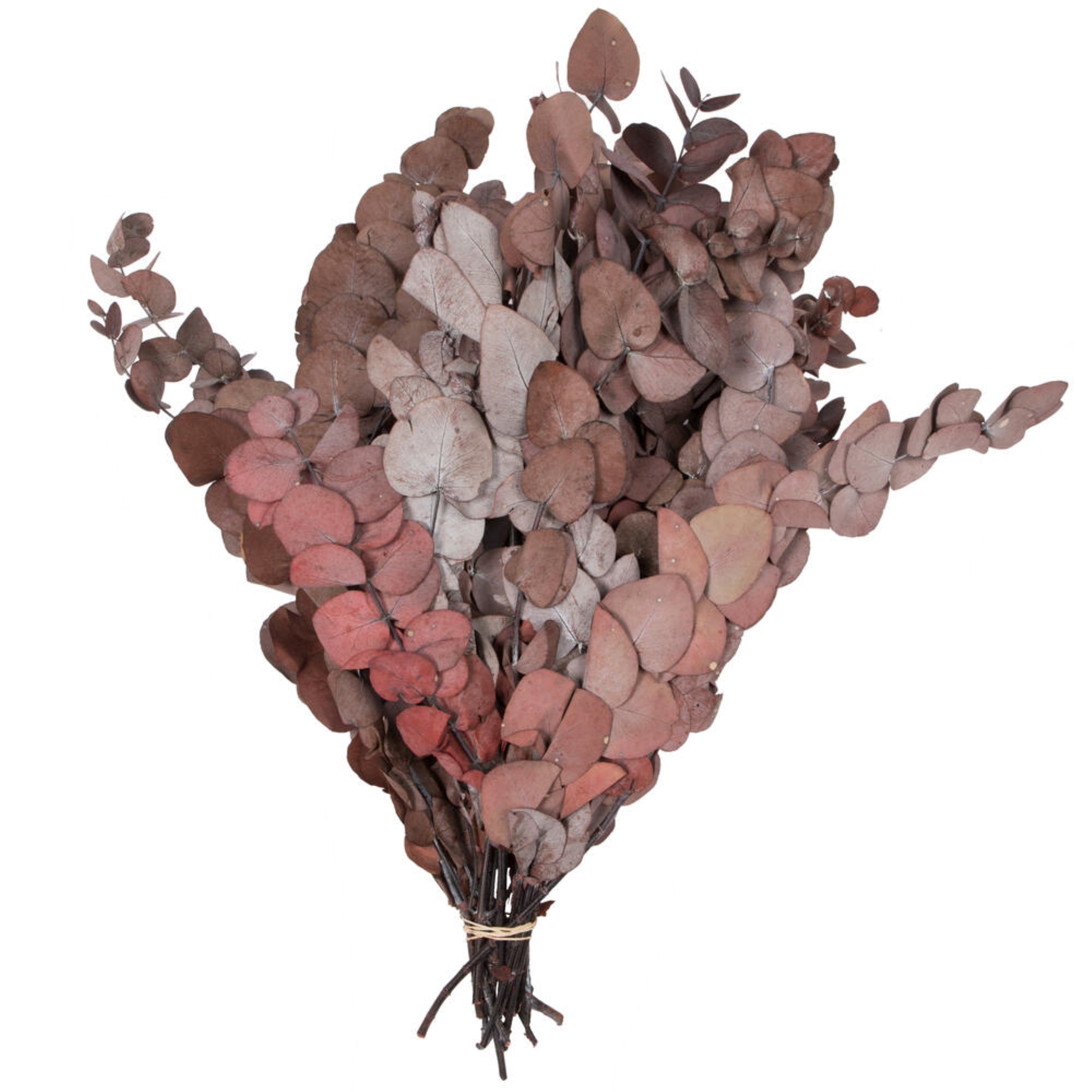 Vickerman Natural Botanicals 18-20” x 9” Eucalyptus Spiral Red 1 lb per unit
