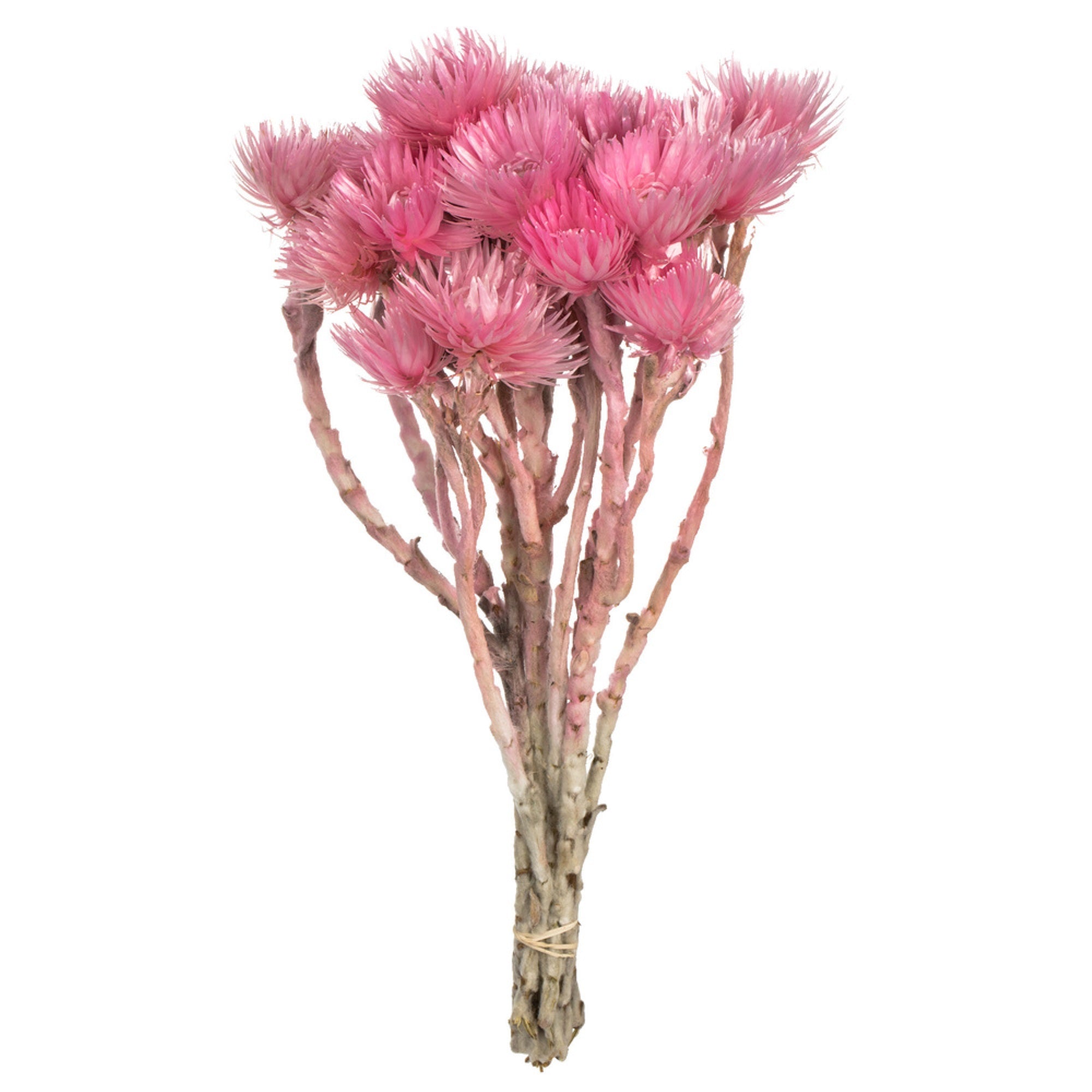 13-14” Lt Pink Everlasting Flowers 2Pk