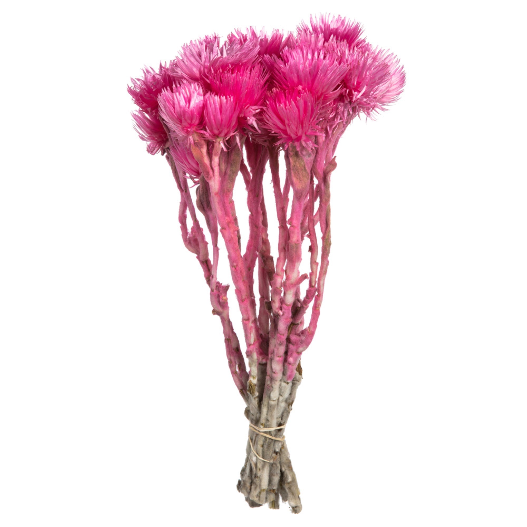 13-14” Bright Pink Everlast Flowers 2Pk