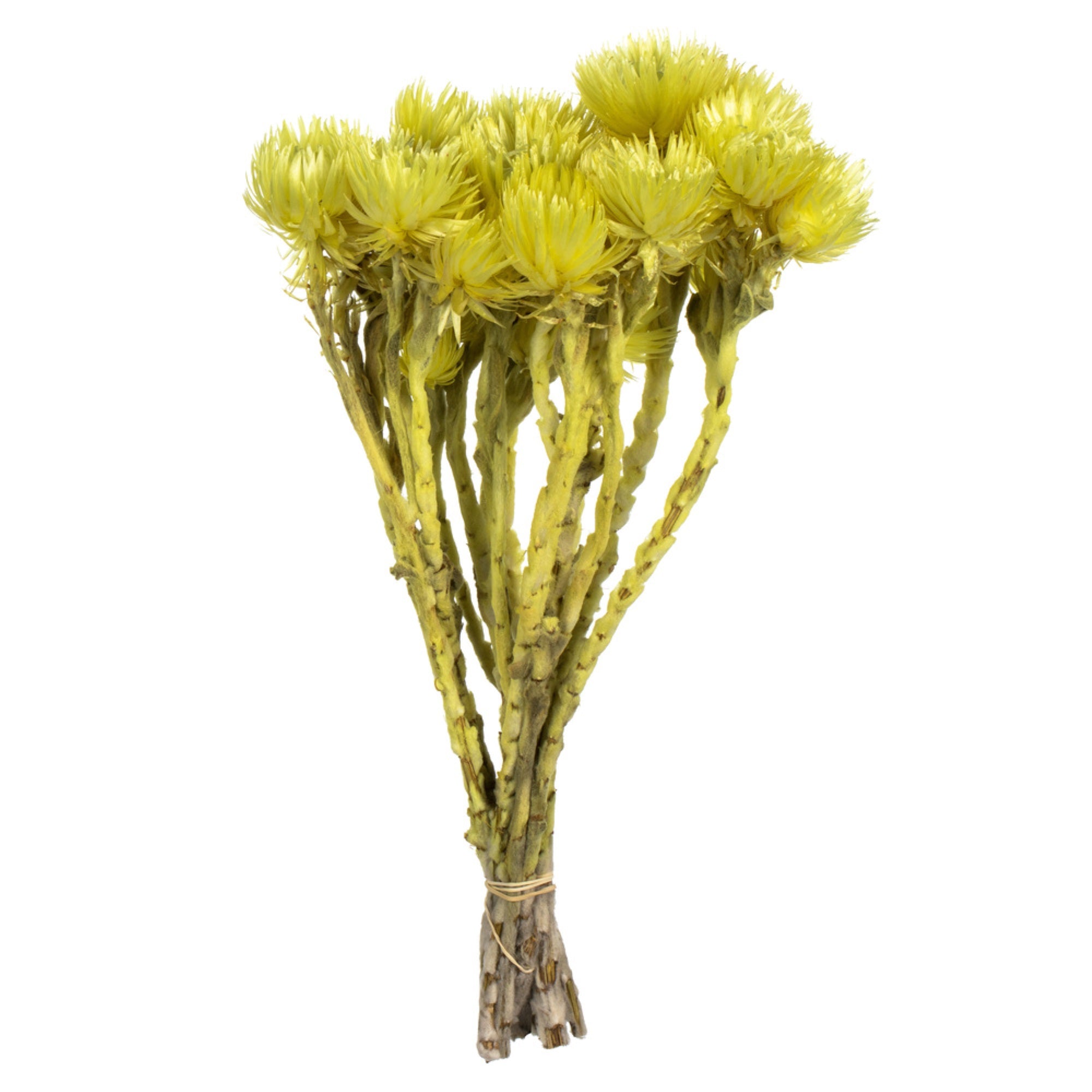 Vickerman 13-14” Yellow Everlasting Flowers approximately 23 blooms Dried
