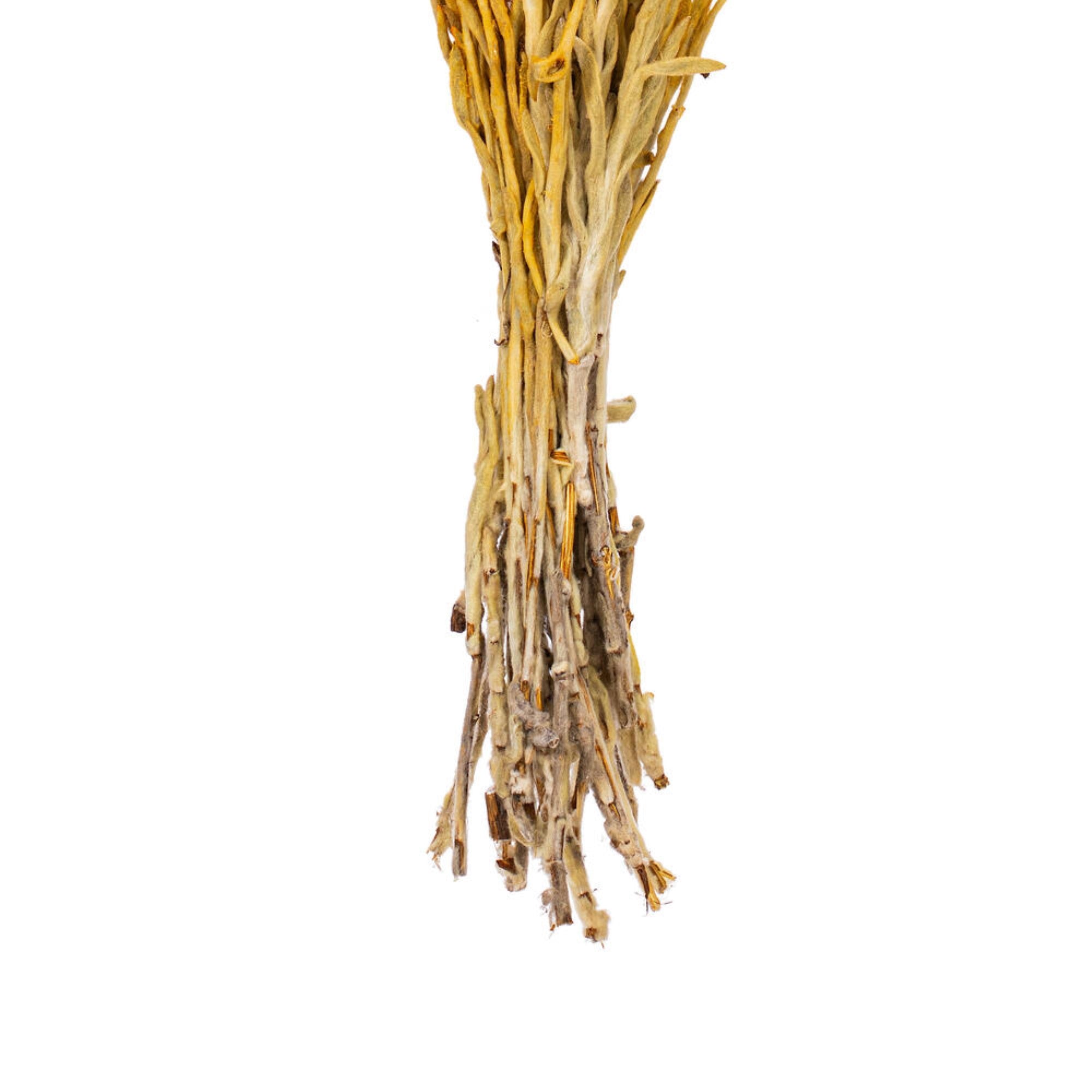 13-14” Aspn Gld Evrlasting Flowr 1.75oz