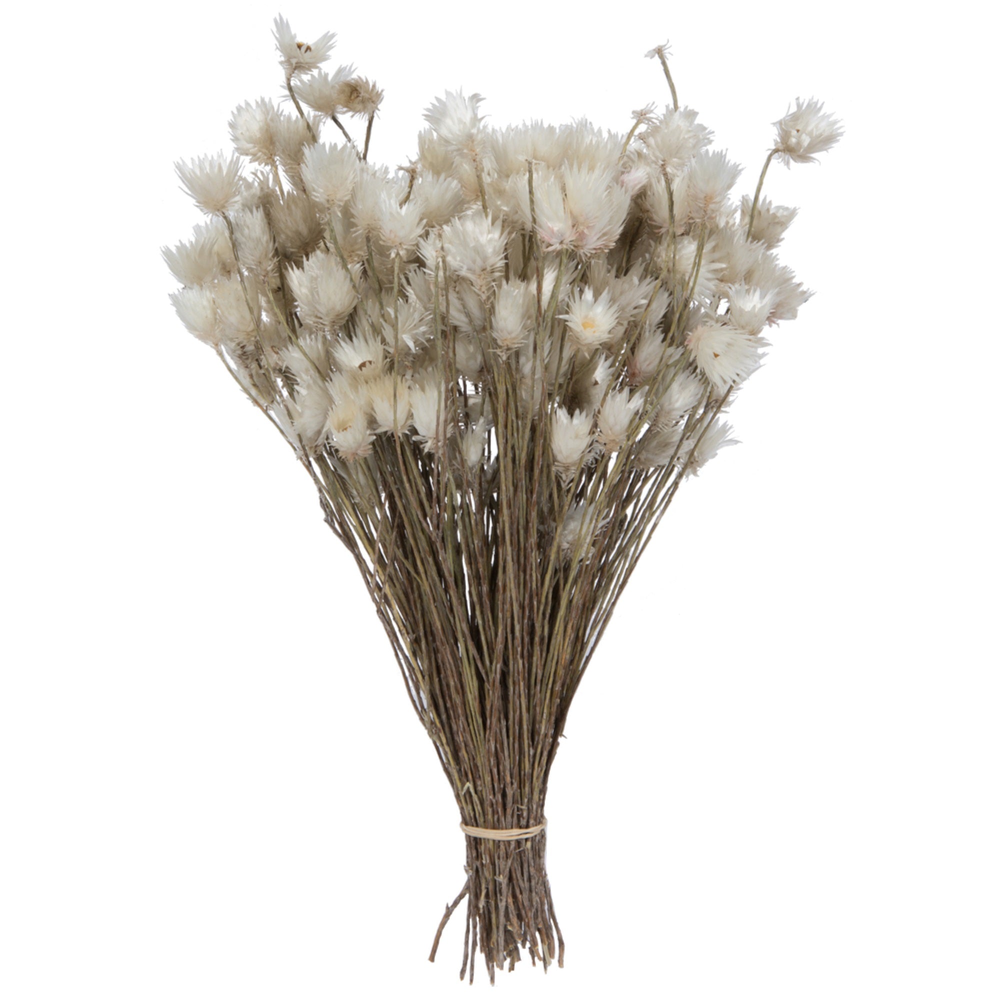 14”x5” Everlasting Shiny White 60g